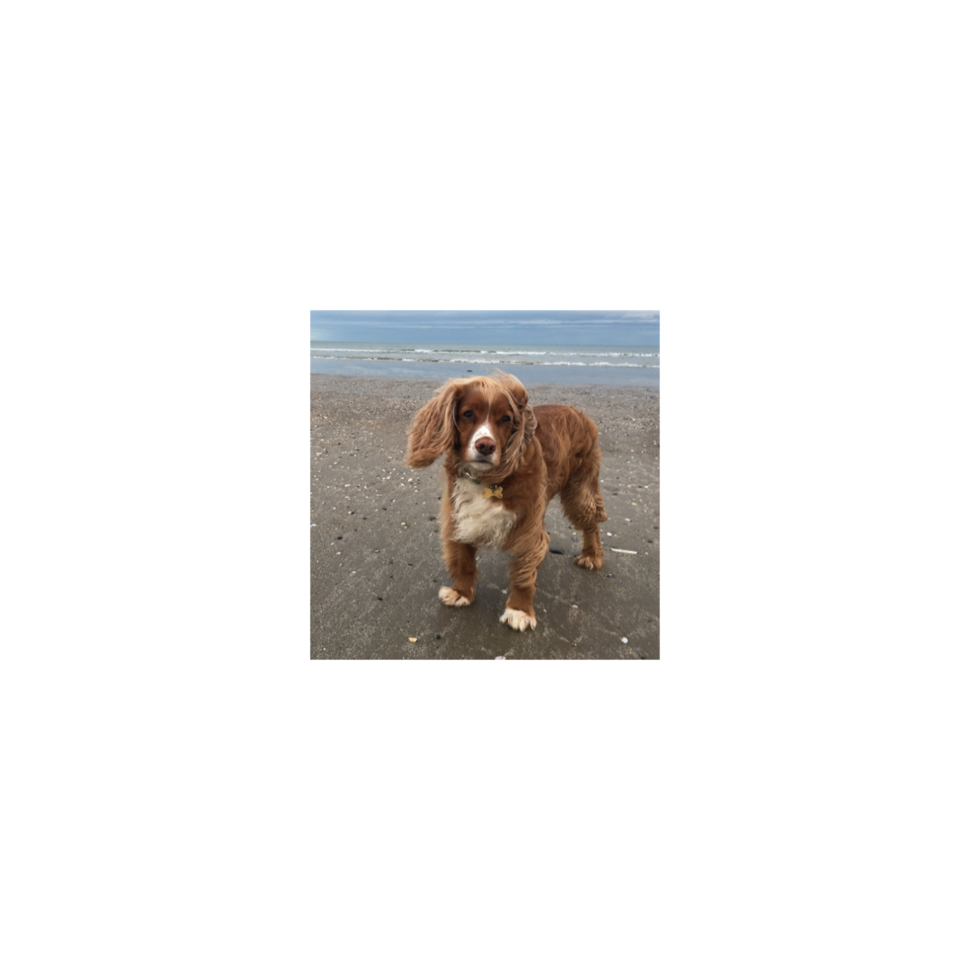 Cocker Spaniels at Odd Bits Daily