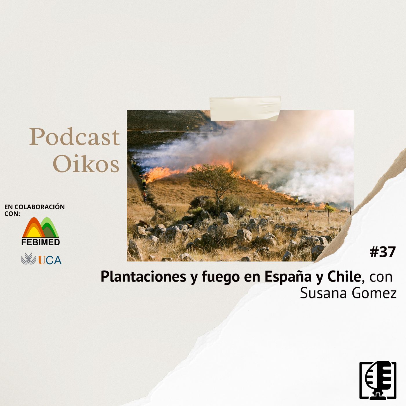 Plantaciones y fuego en España y Chile, con Susana Gomez | Oikos #37
