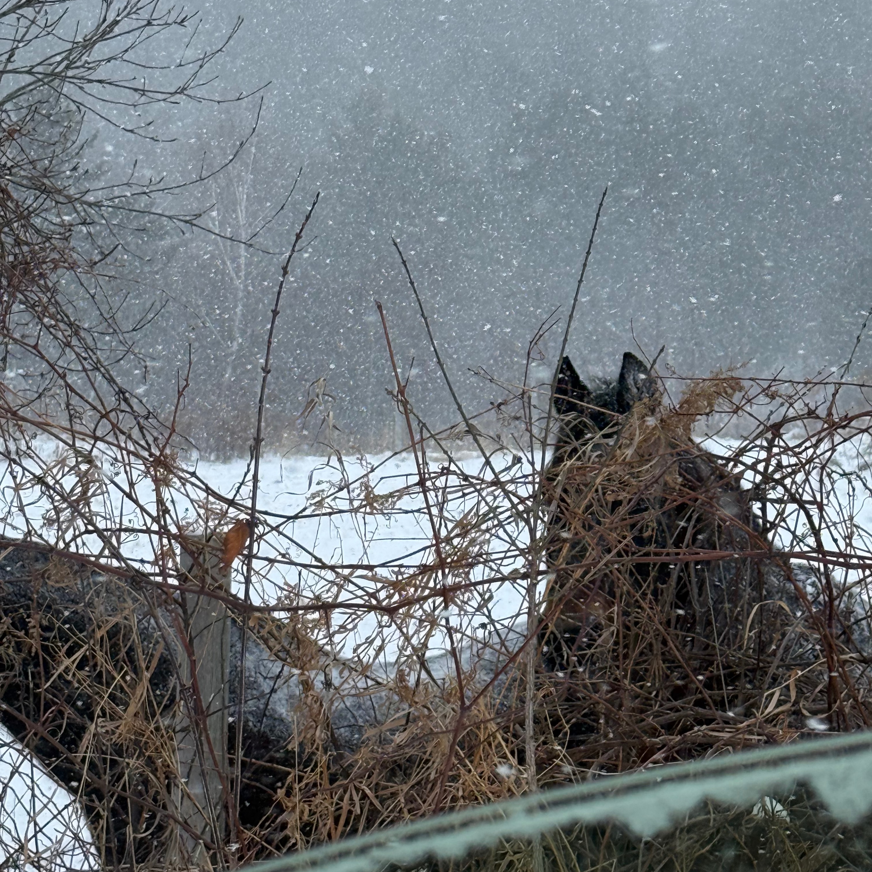 ON THE MOUNTAIN