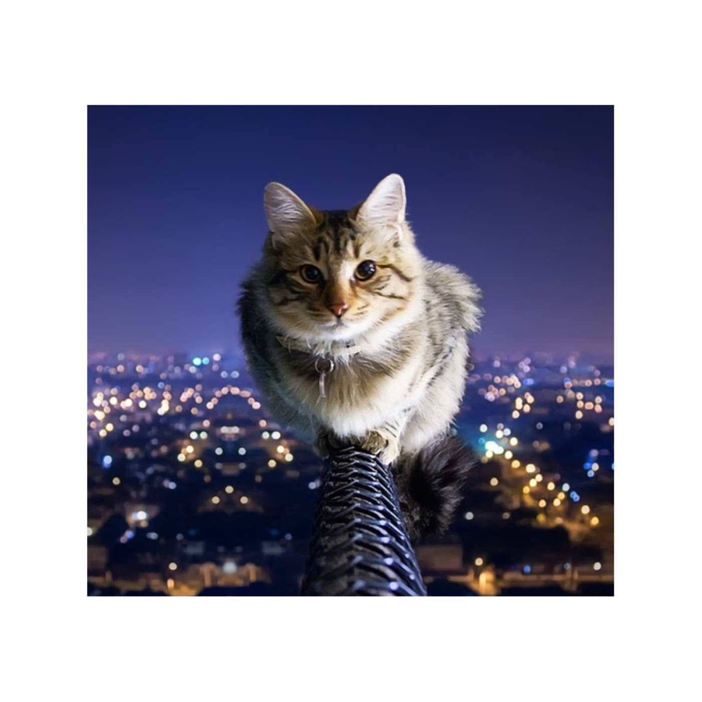 One Night the Moon English Essay