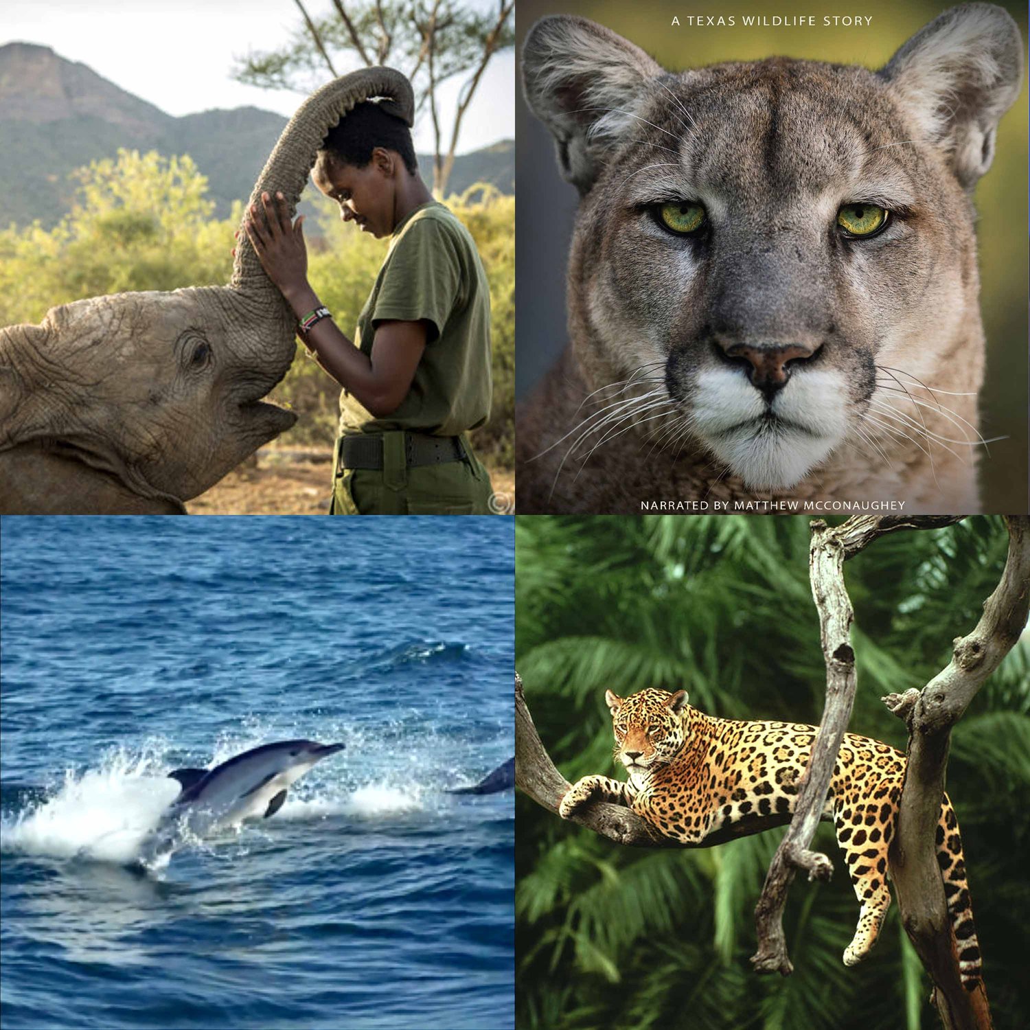 Sustainability, Climate Change, Renewable Energy, Politics, Activism, Biodiversity, Carbon Footprint, Wildlife, Regenerative Agriculture, Circular Economy, Extinction, Net-Zero · One Planet Podcast