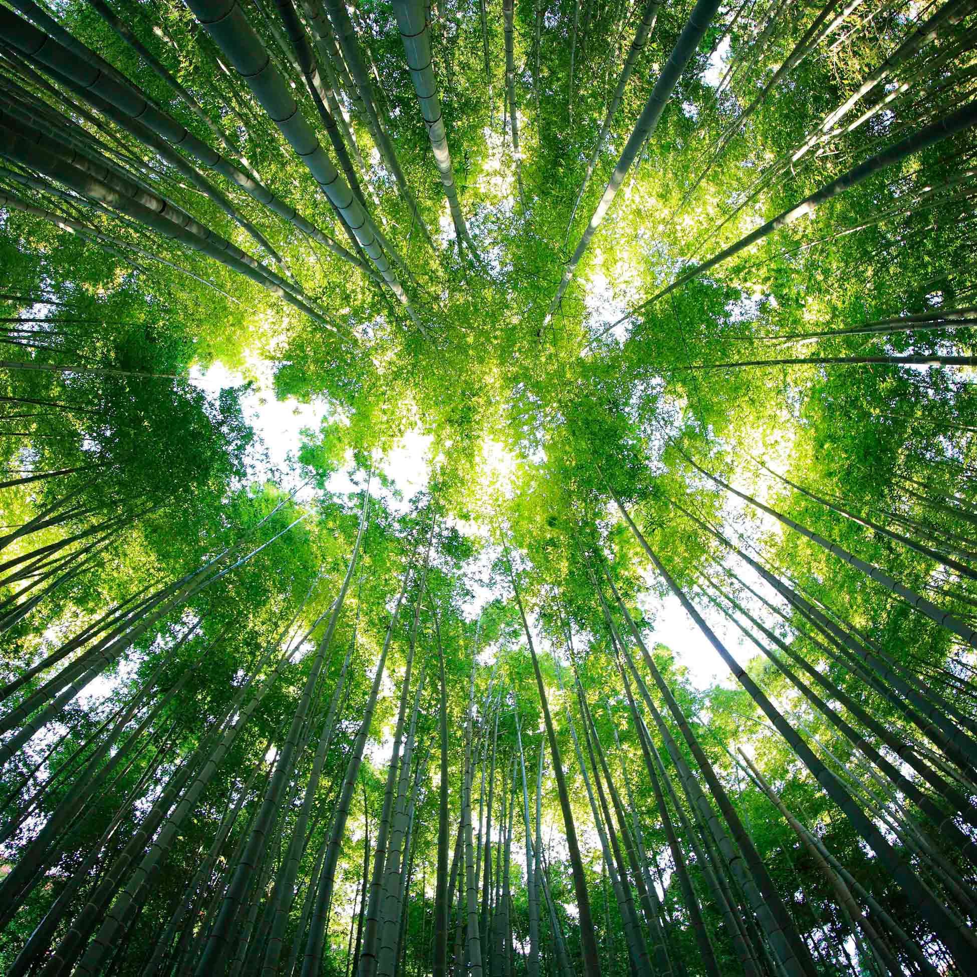 Sustainability, Climate Change, Renewable Energy, Politics, Activism, Biodiversity, Carbon Footprint, Wildlife, Regenerative Agriculture, Circular Economy, Extinction, Net-Zero · One Planet Podcast
