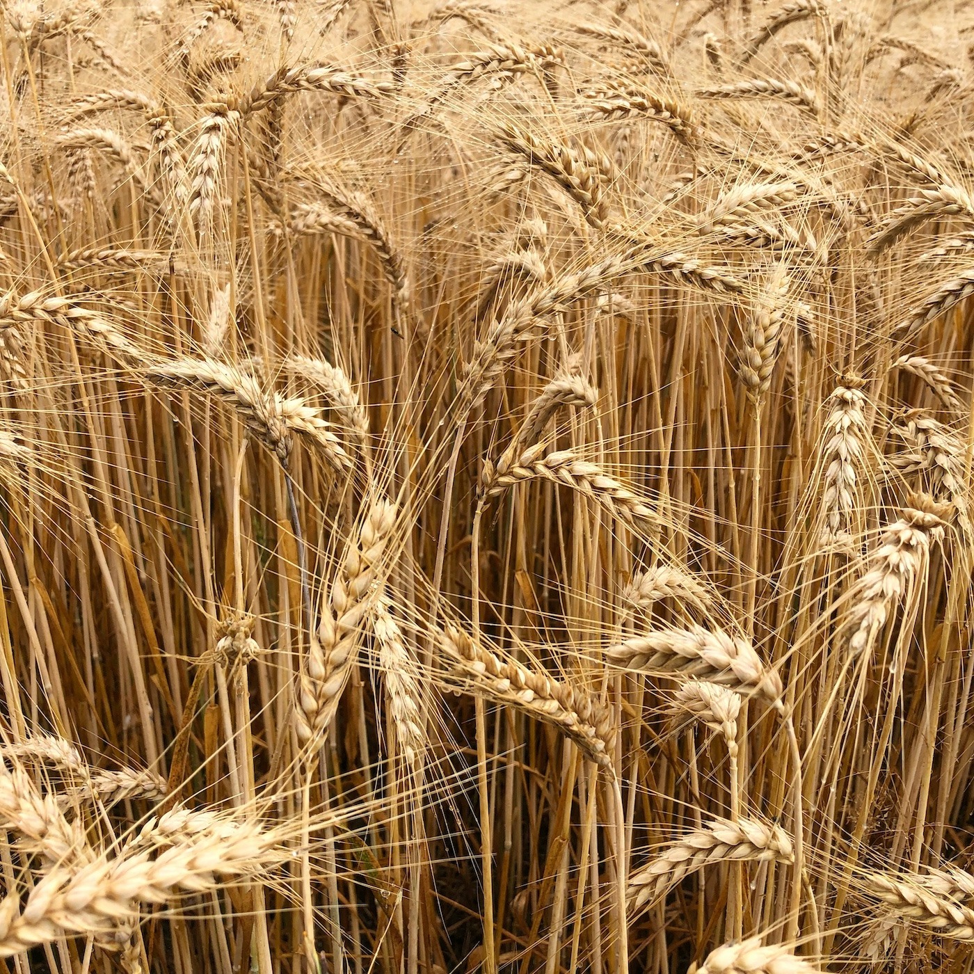 #95: Woe is Unto Me If I Preach Not the Gospel