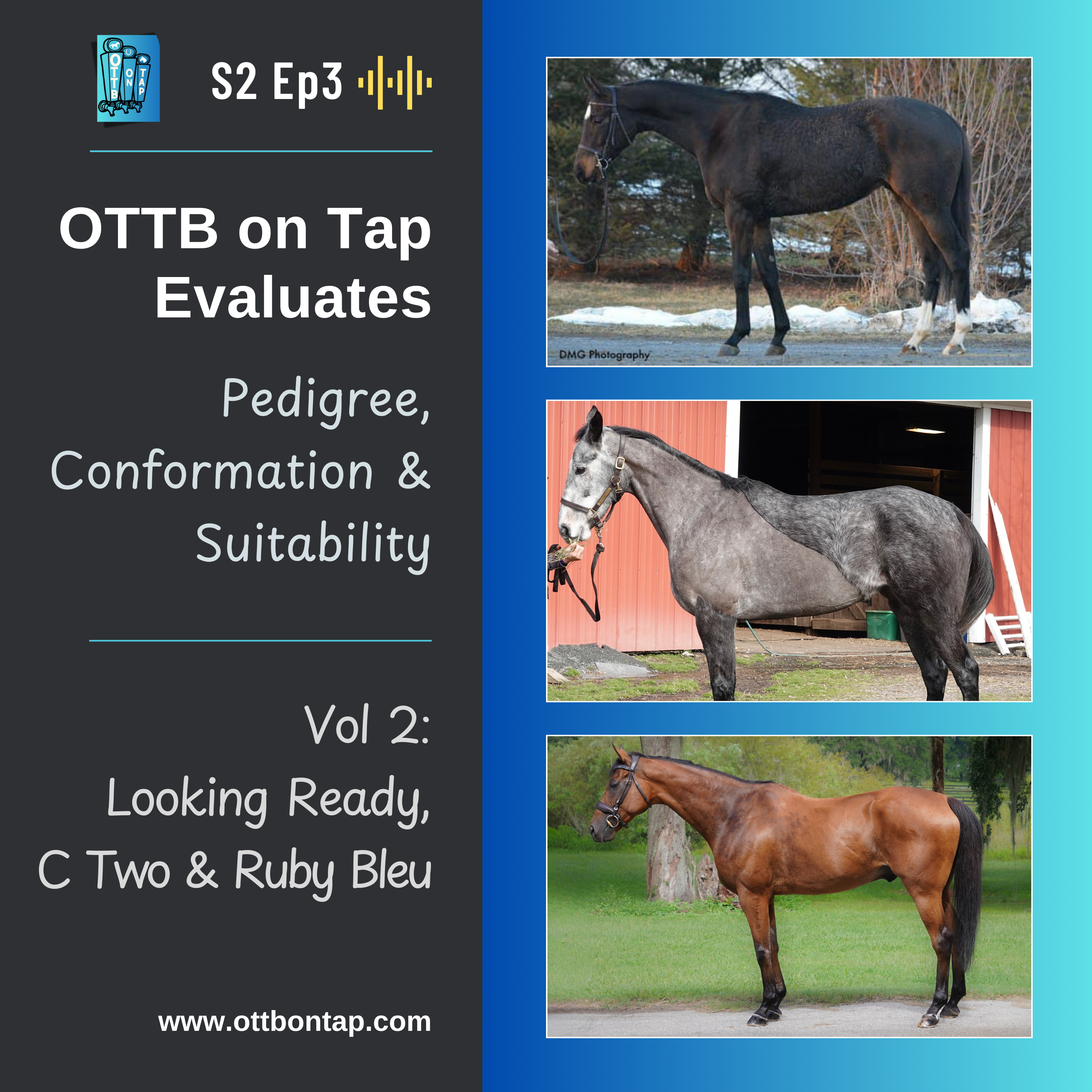 S2 E3: OTTB on Tap Evaluates Vol 2! Pedigree, Conformation, Suitability: Looking Ready, C Two & Ruby Bleu