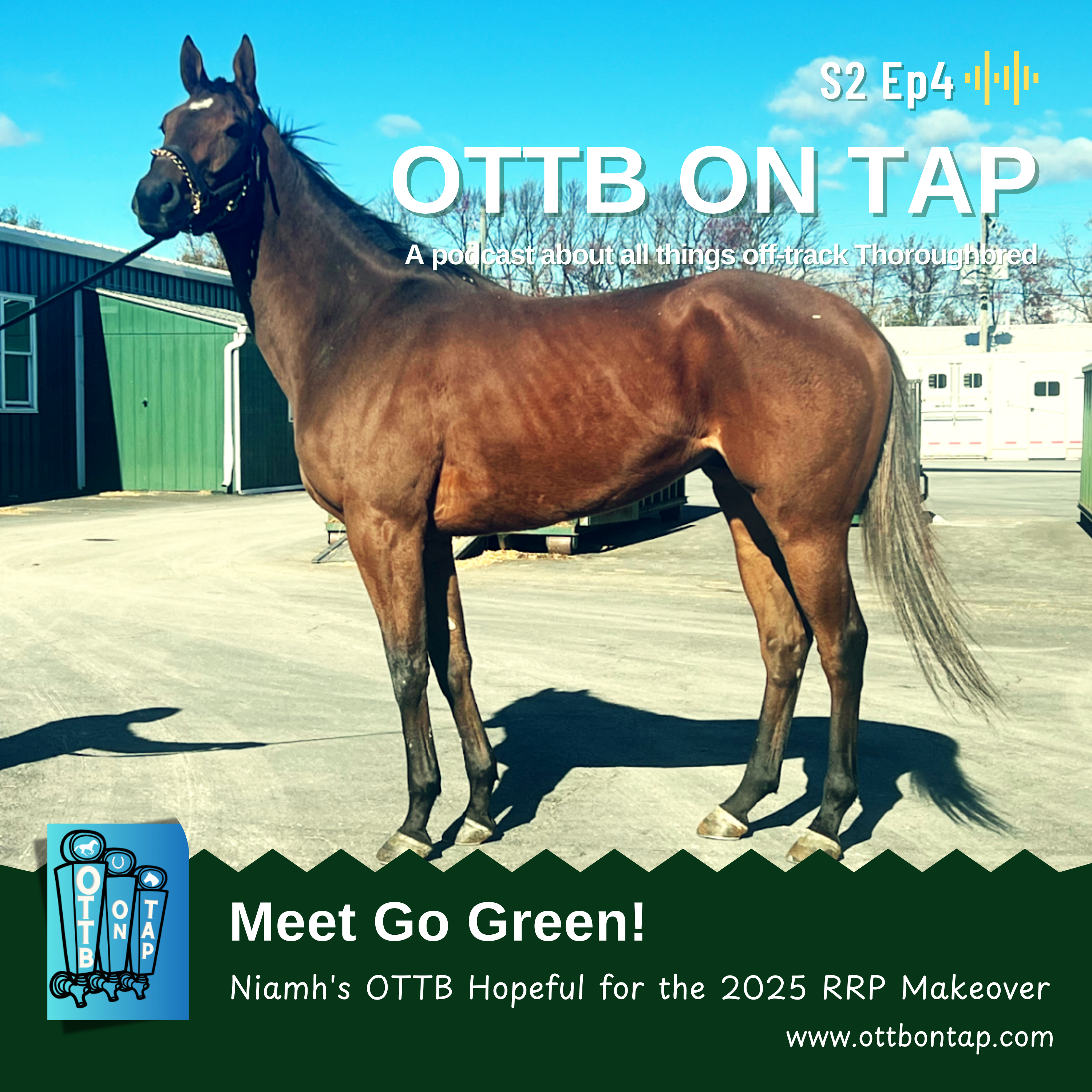 S2 E4: Meet Go Green: Niamh's OTTB Hopeful for the 2025 Retired Racehorse Makeover