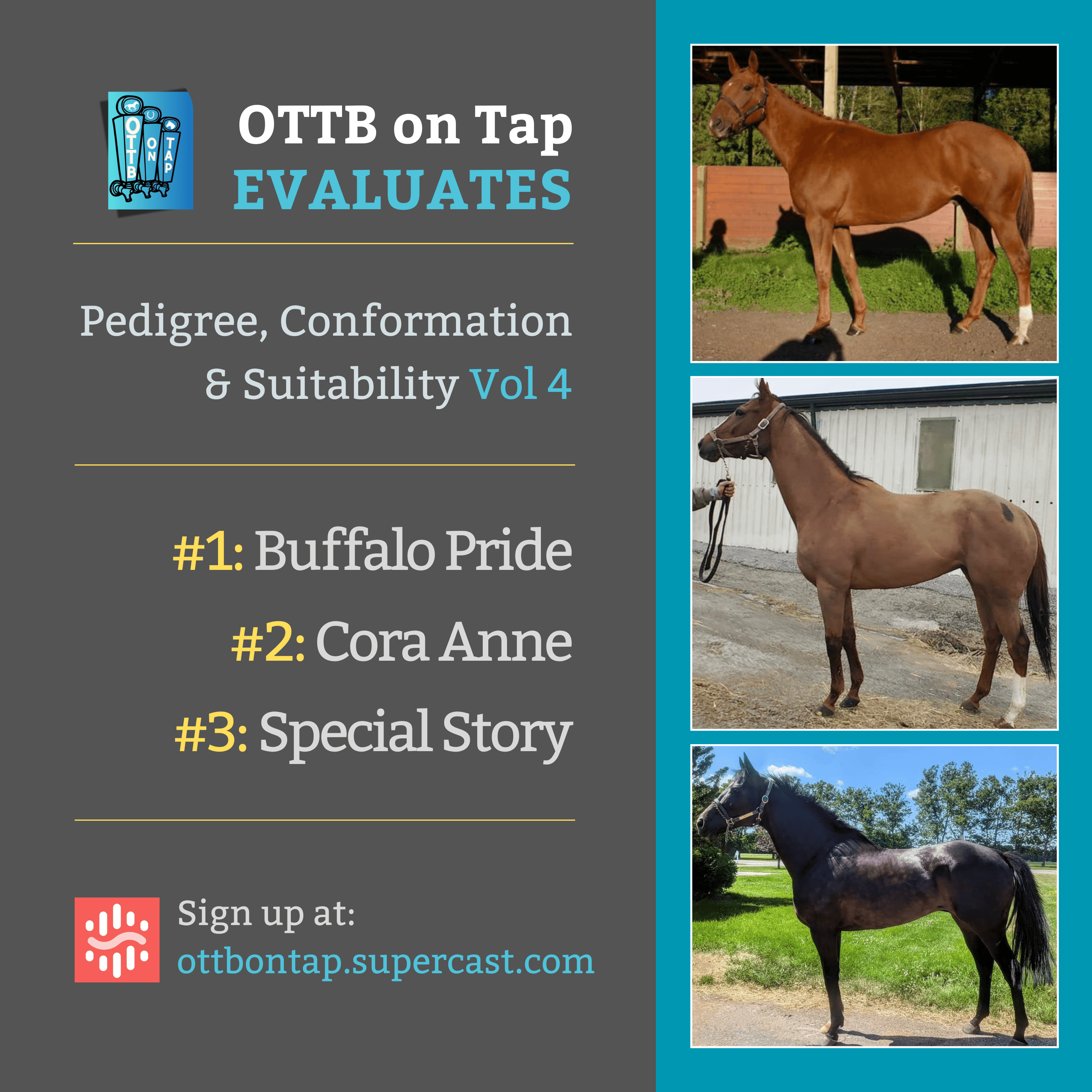 Sneak Peek: OTTB on Tap Evaluates Vol. 4: From Lightly Raced to Warhorses—Exploring Pedigree & Potential