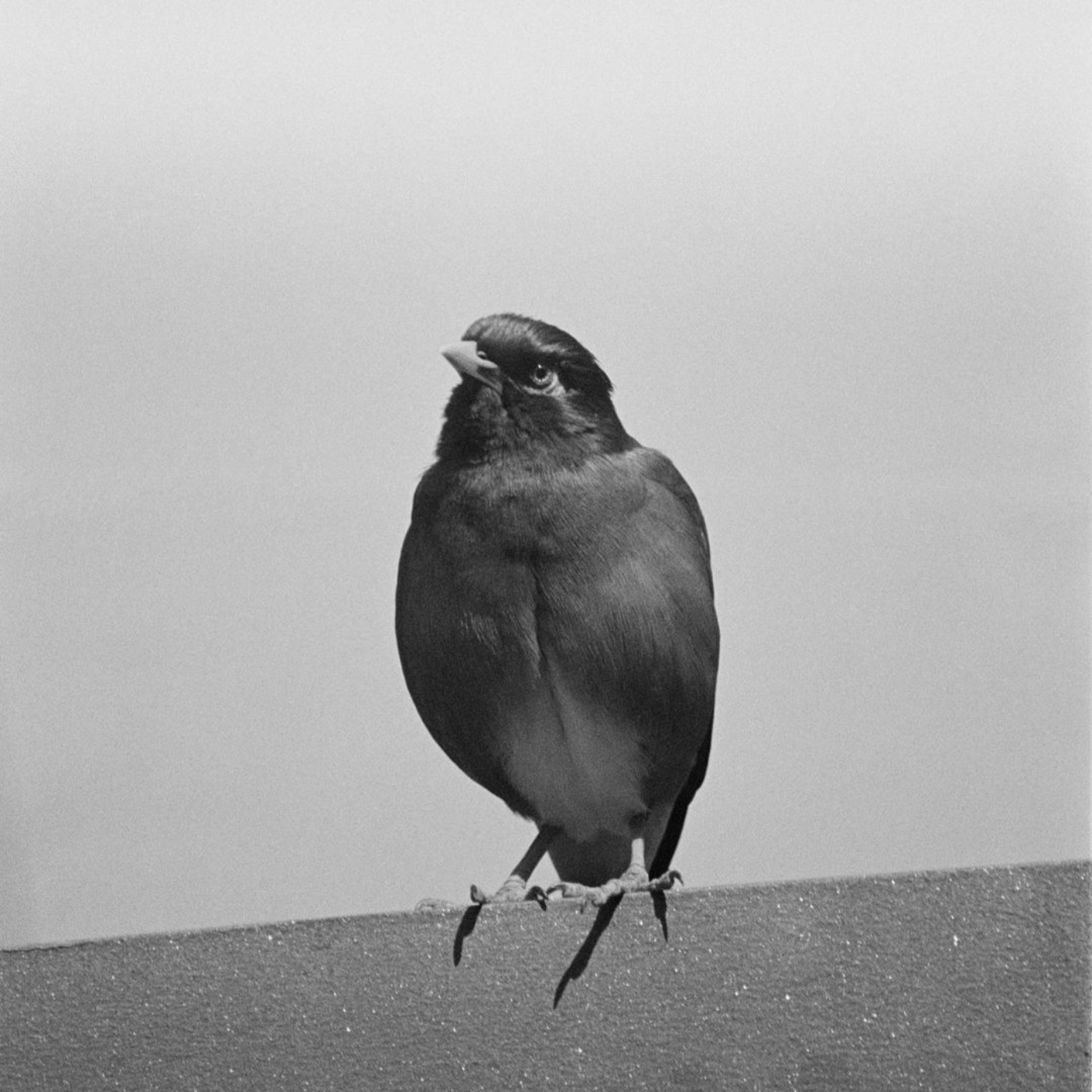 Out of the Frame : Conversations about Photography