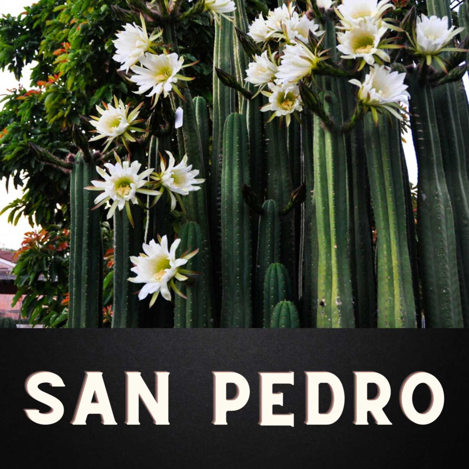 Pachamama Sacred Paths Podcast S1 - E5 Communion with Padre San Pedro episode artwork