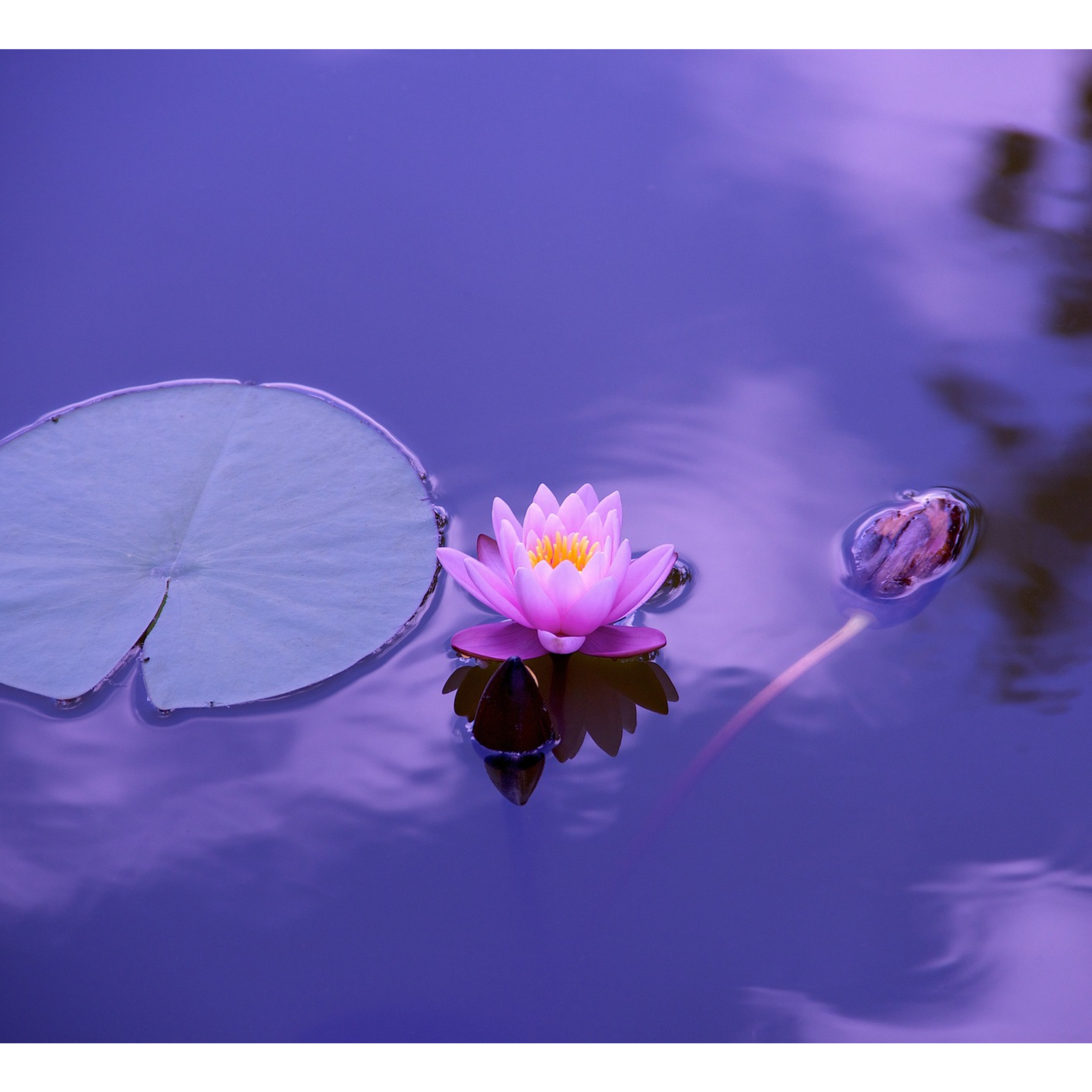 Palace of relaxation