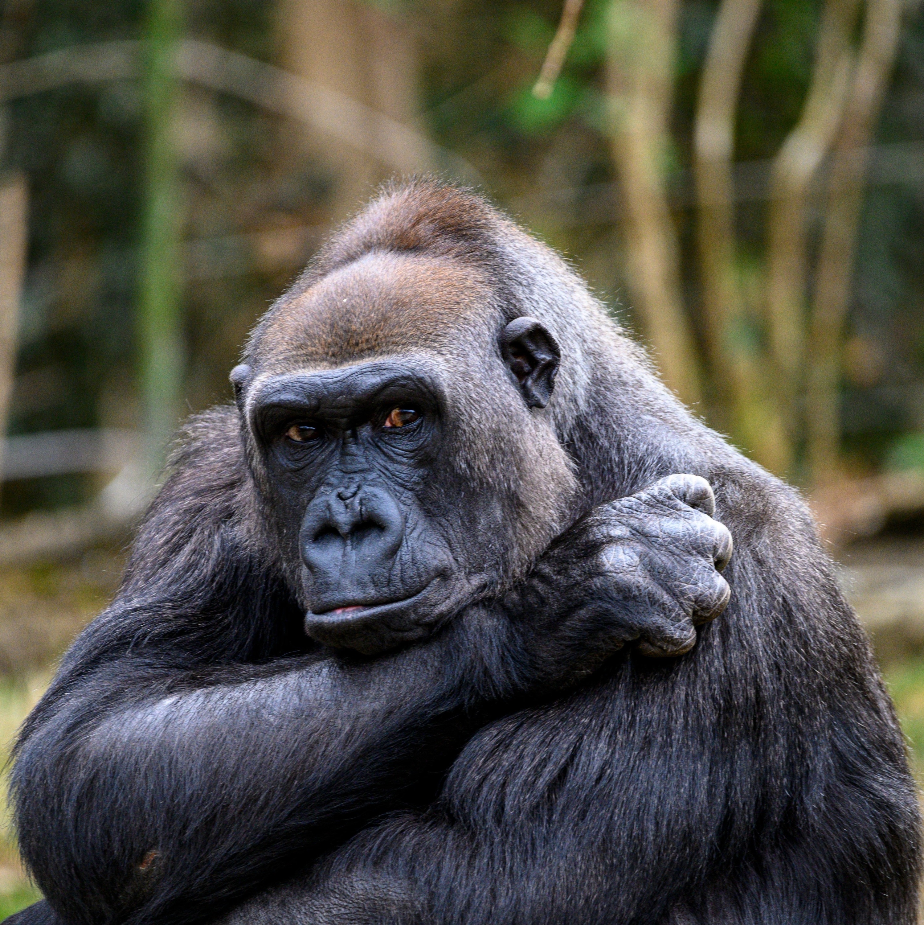 One Health Ethics: Part 3—Mountain Gorilla Conservation episode artwork