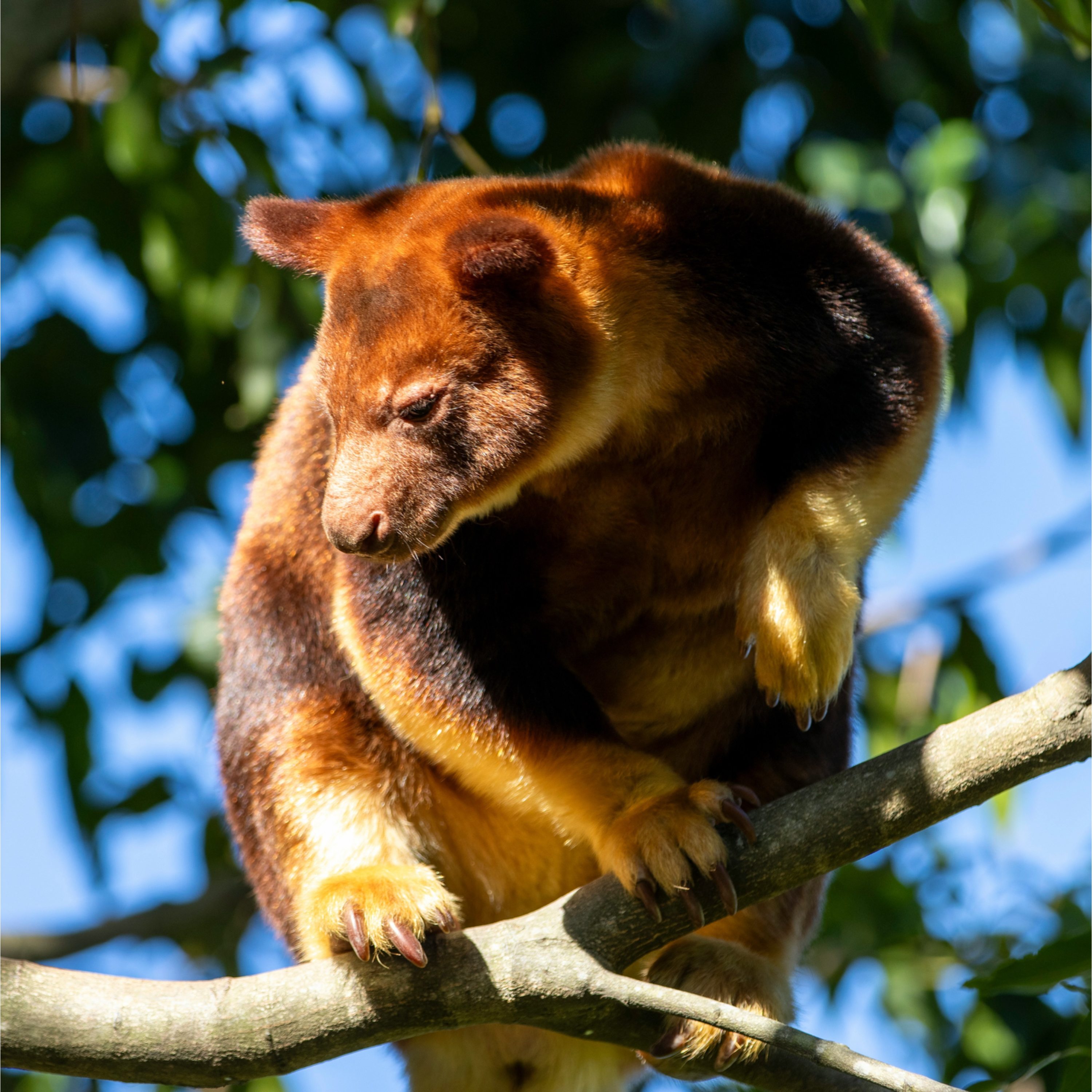 One Health Ethics: Part 4— The Tree Kangaroo Conservation Project episode artwork