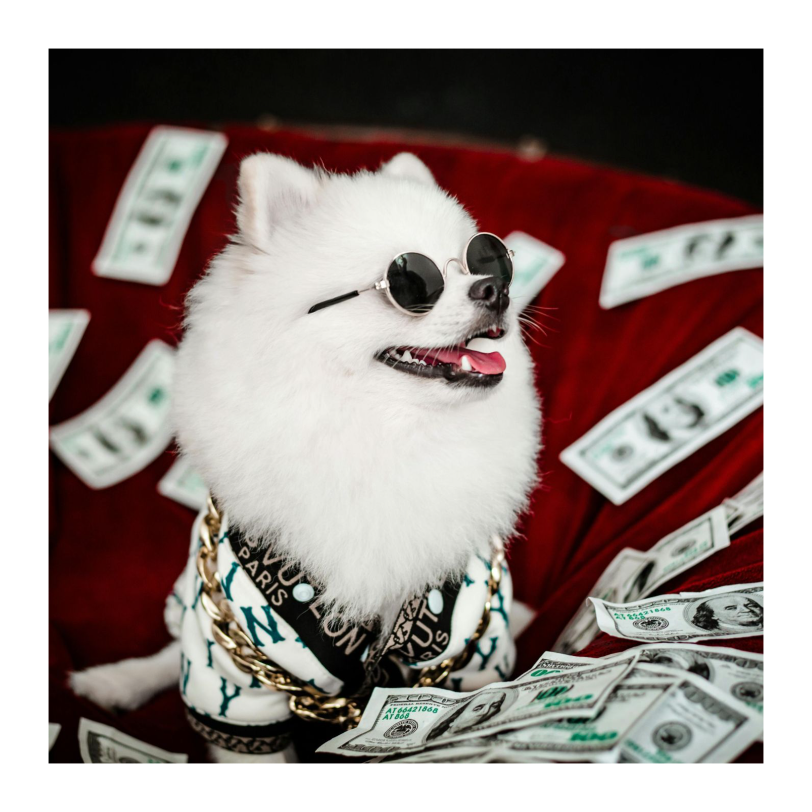 Paws & Prestige: The Luxury Dog Lifestyle Podcast cover art