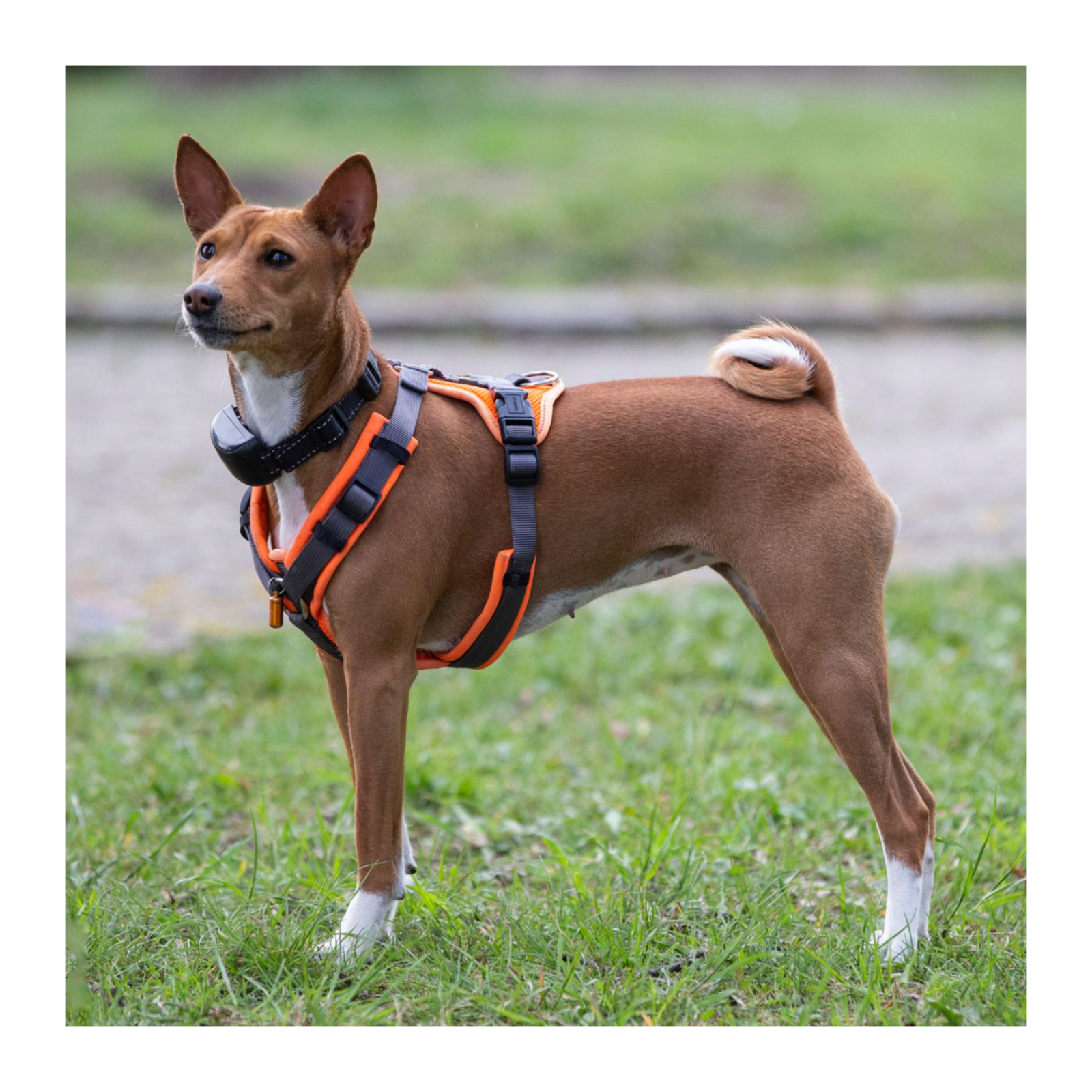 From Walks to Runways: How Designer-Inspired Collars Changed Dog Fashion episode artwork
