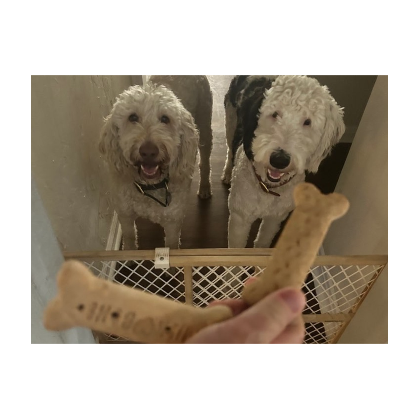 Paws & Purpose: The Heart of Dog Life