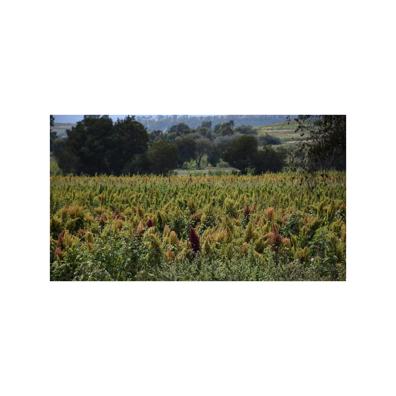 🌾 GESTIONA CUAPIAXTLA INCLUSIÓN DE AMARANTO EN PROGRAMAS ALIMENTARIOS FEDERALES 🇲🇽