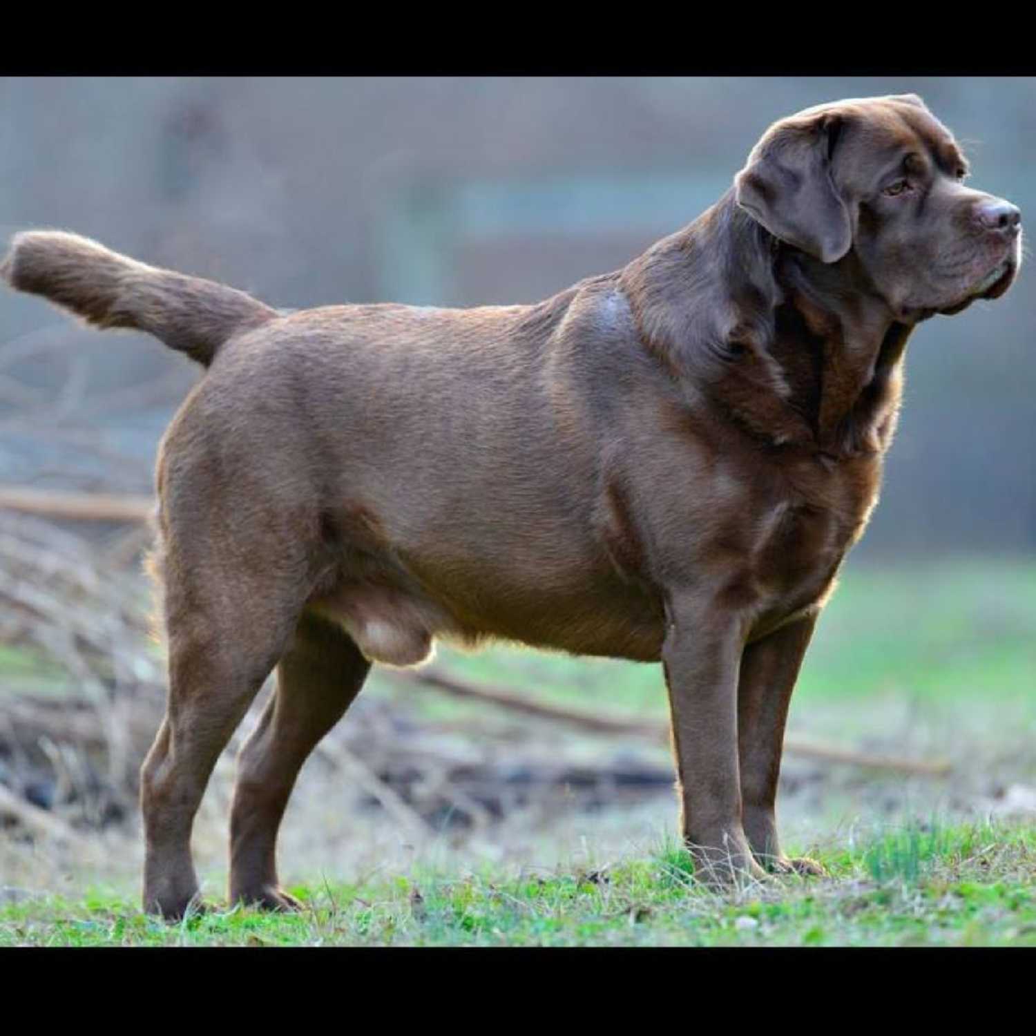 Köpek Eğitim Merkezi İstanbul Pet Kuaför PetOkulu