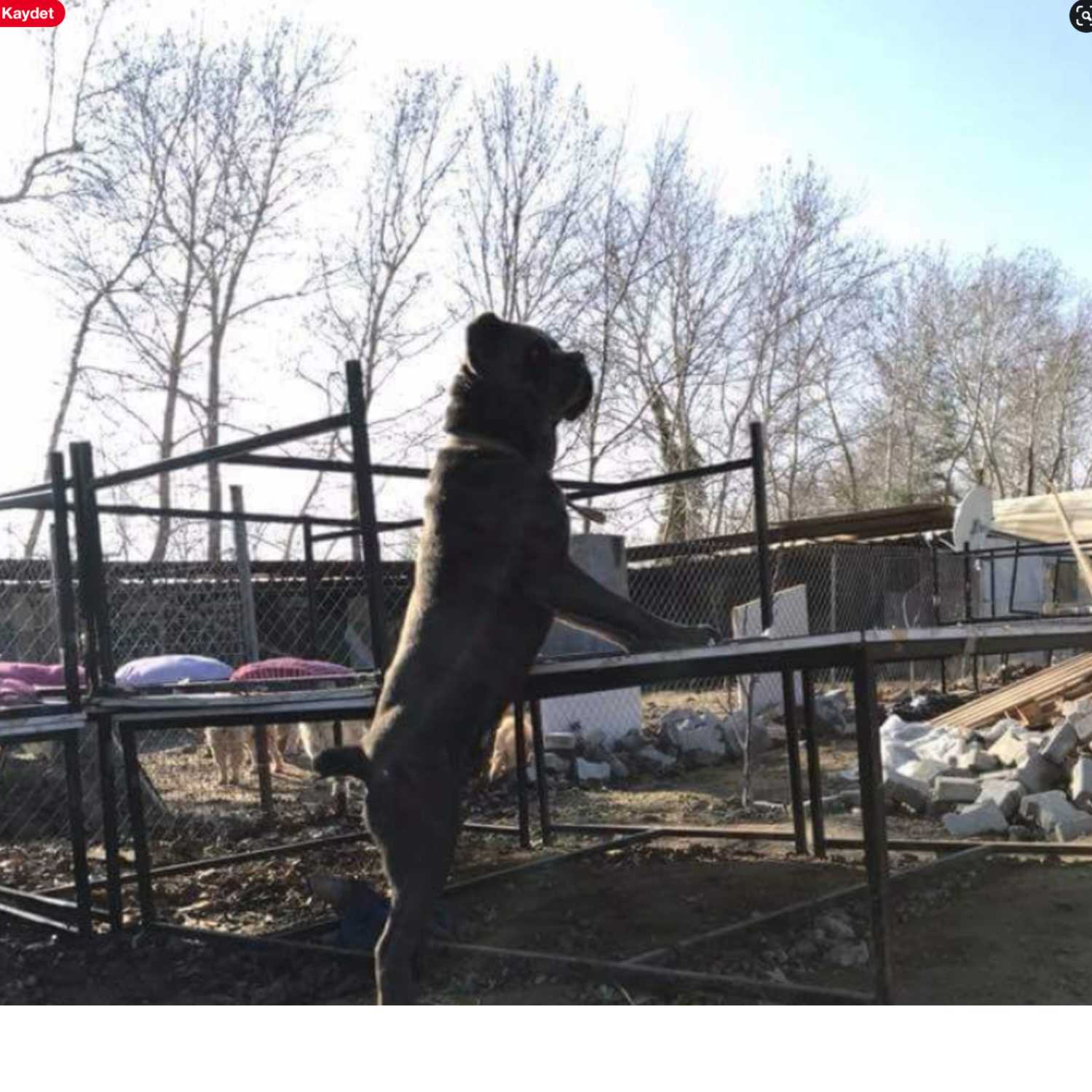 Köpek Eğitim Merkezi İstanbul Pet Kuaför PetOkulu