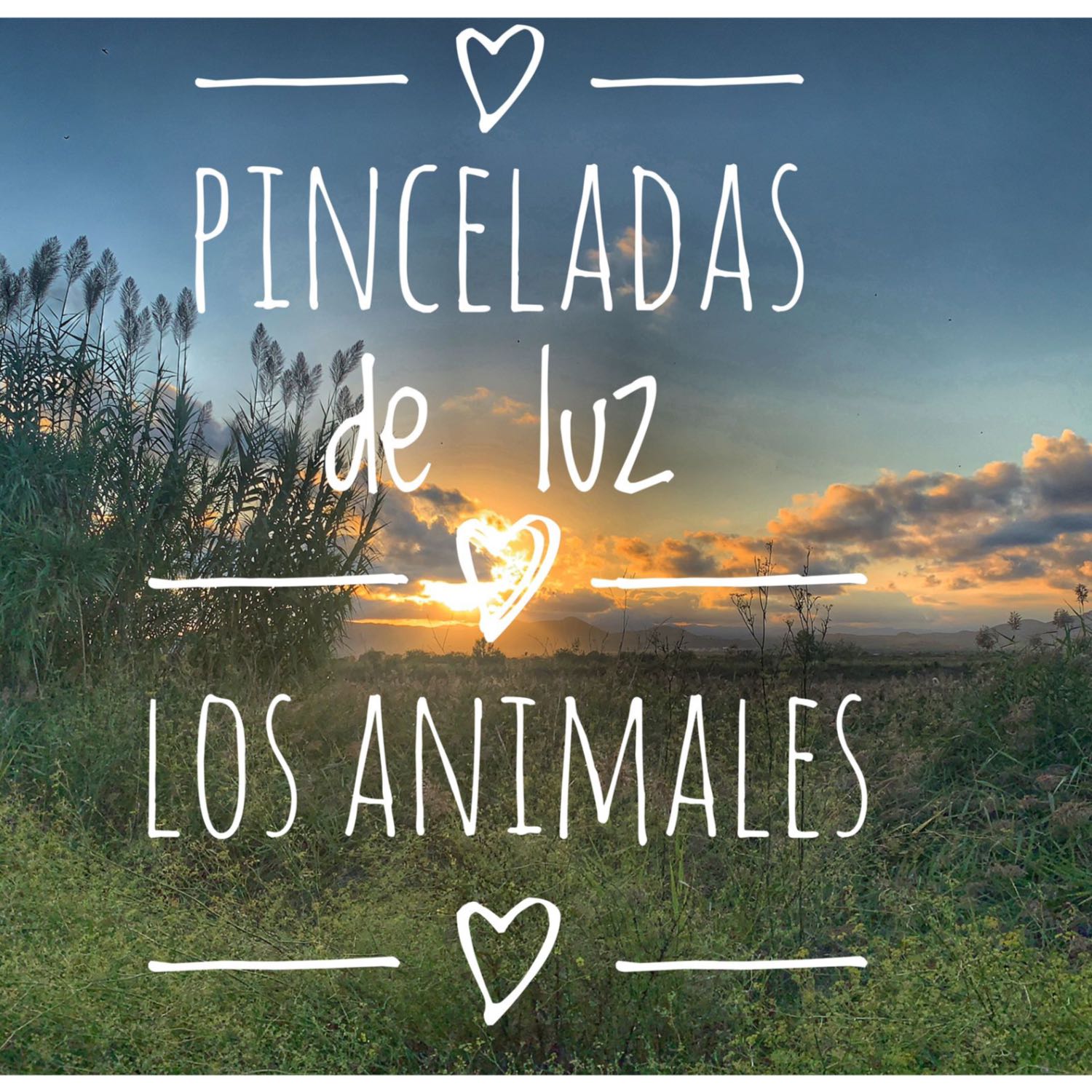 Pinceladas de luz
