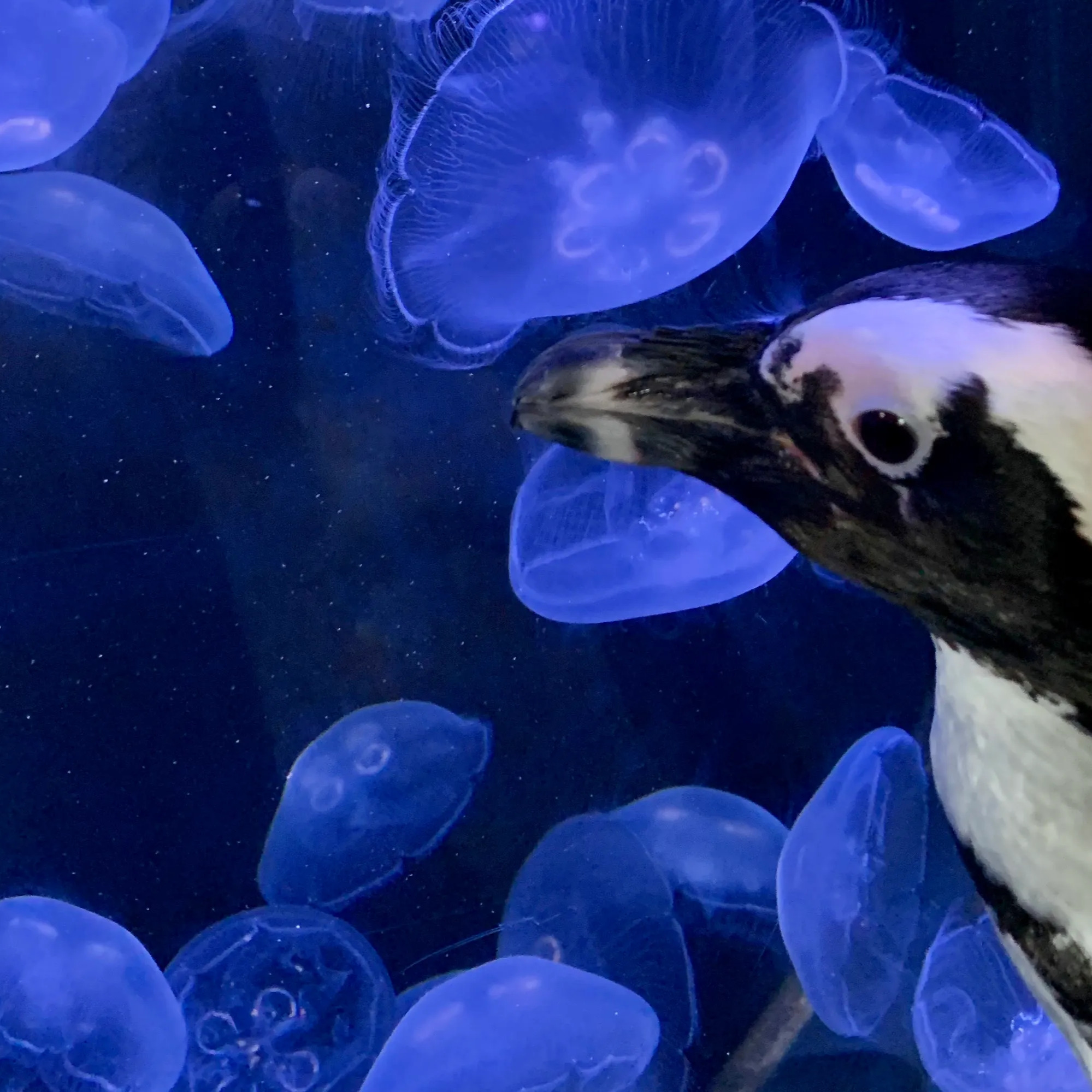 Mumble book: Hunger Games