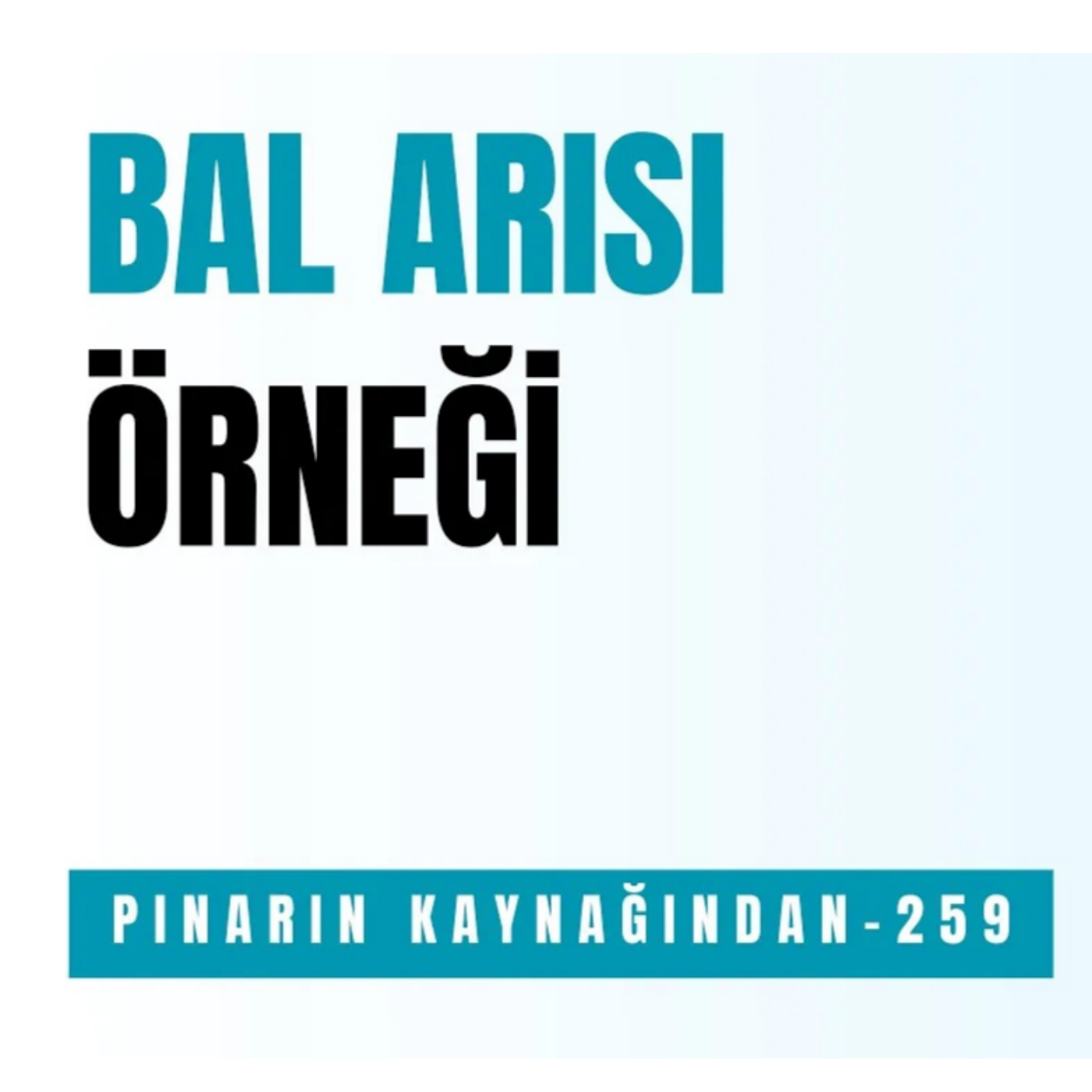 PINARIN KAYNAĞINDAN