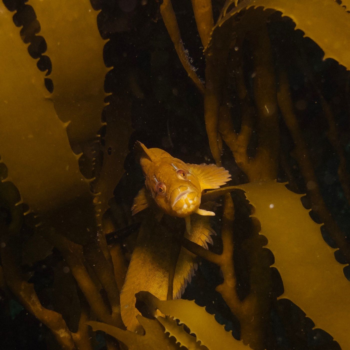 Bosques de kelp con Vladimir Garmendia del Proyecto Huiros | #07 Planeta Agua