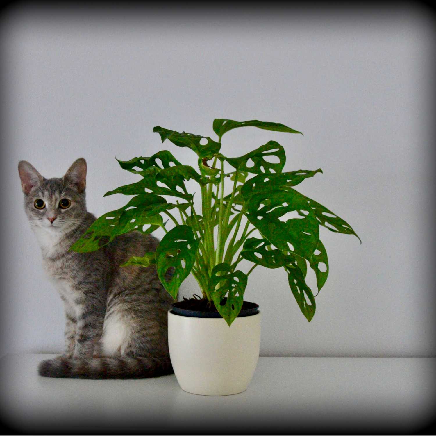 Plantas e gatos