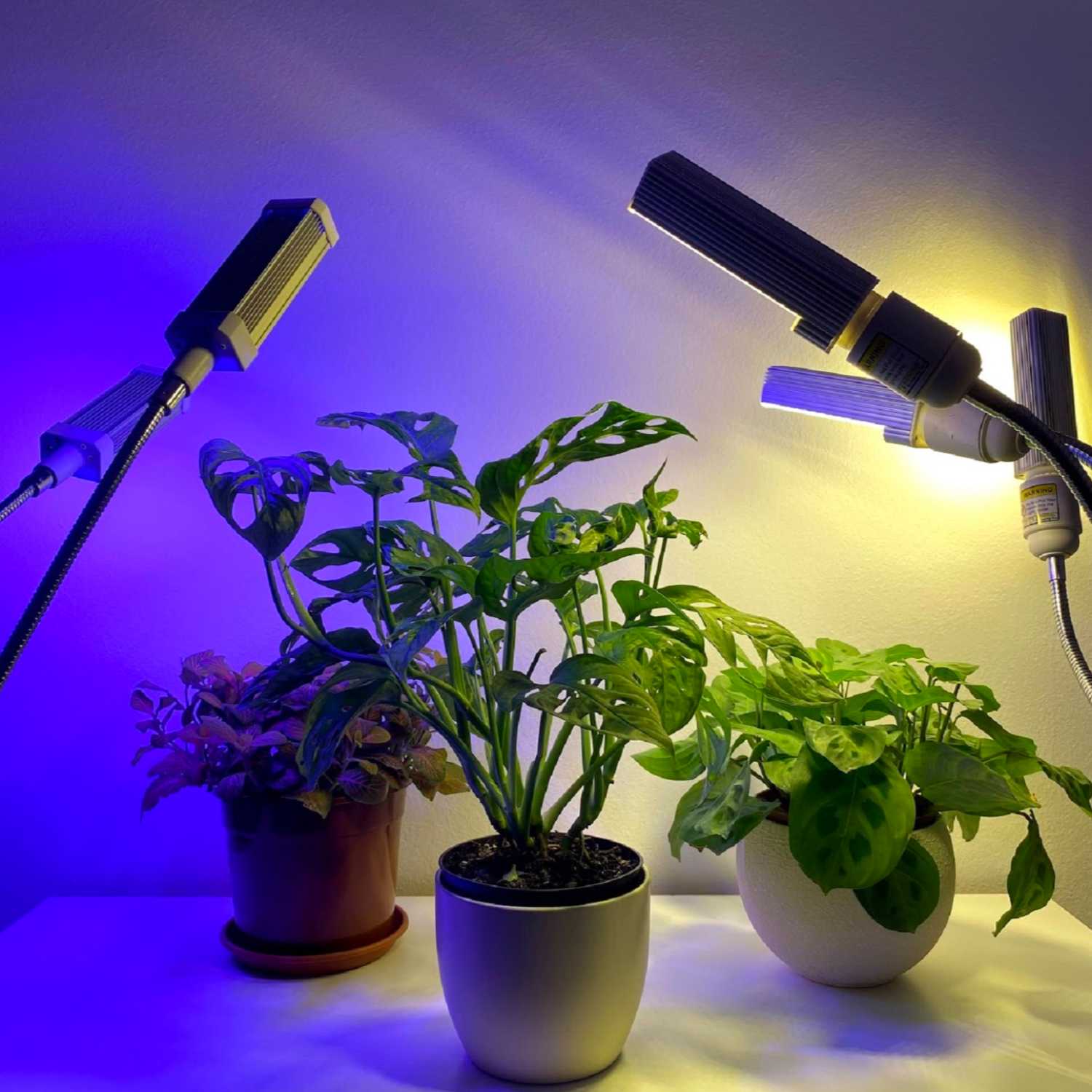 Plantis