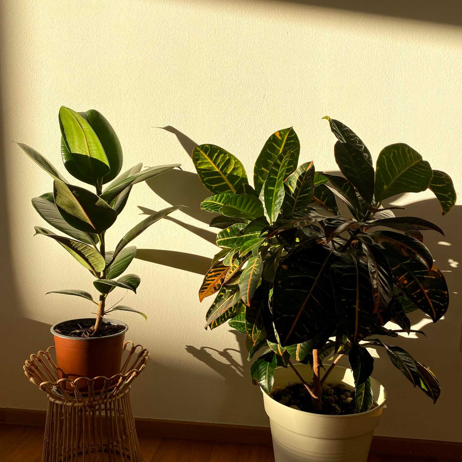 Plantis