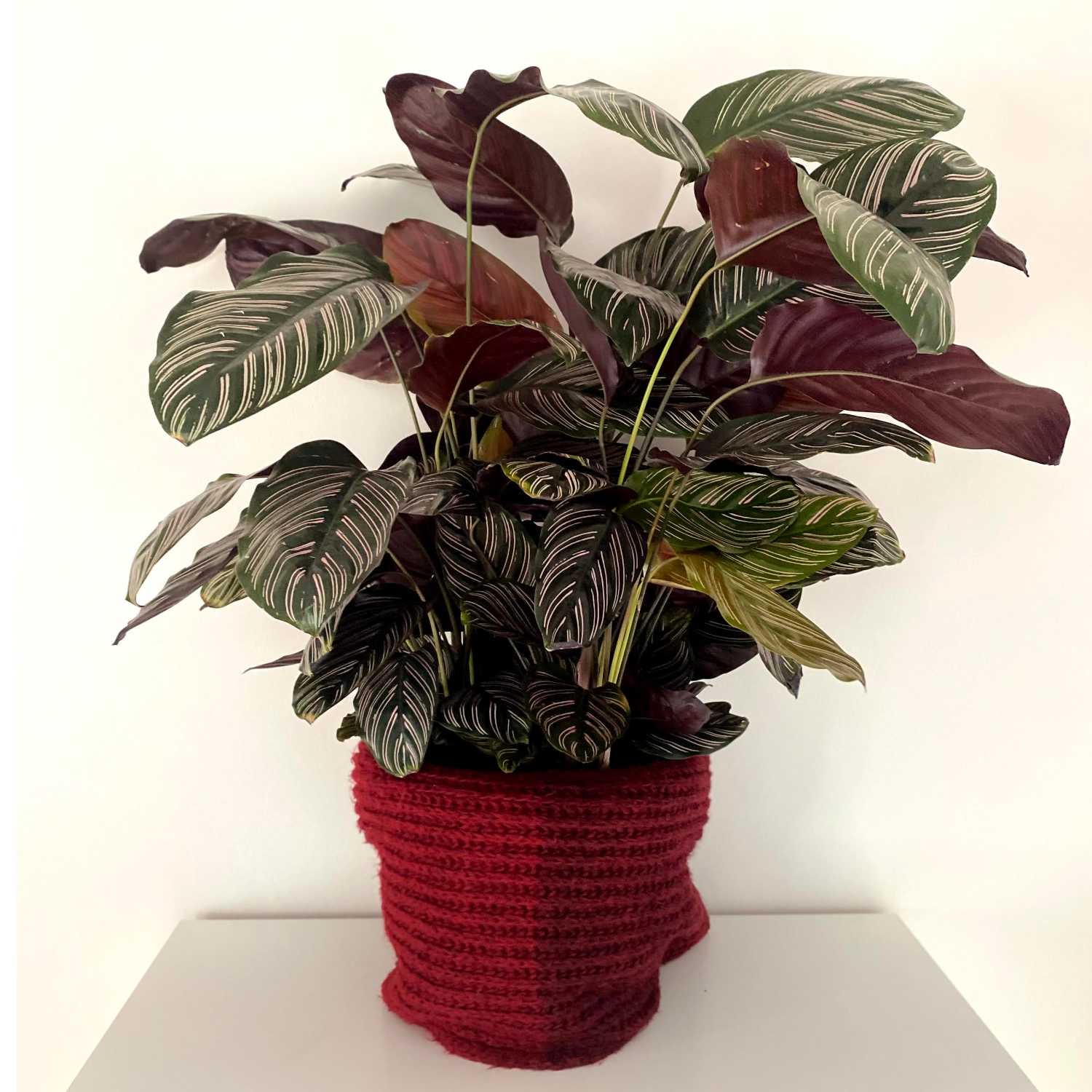 Inverno e plantas
