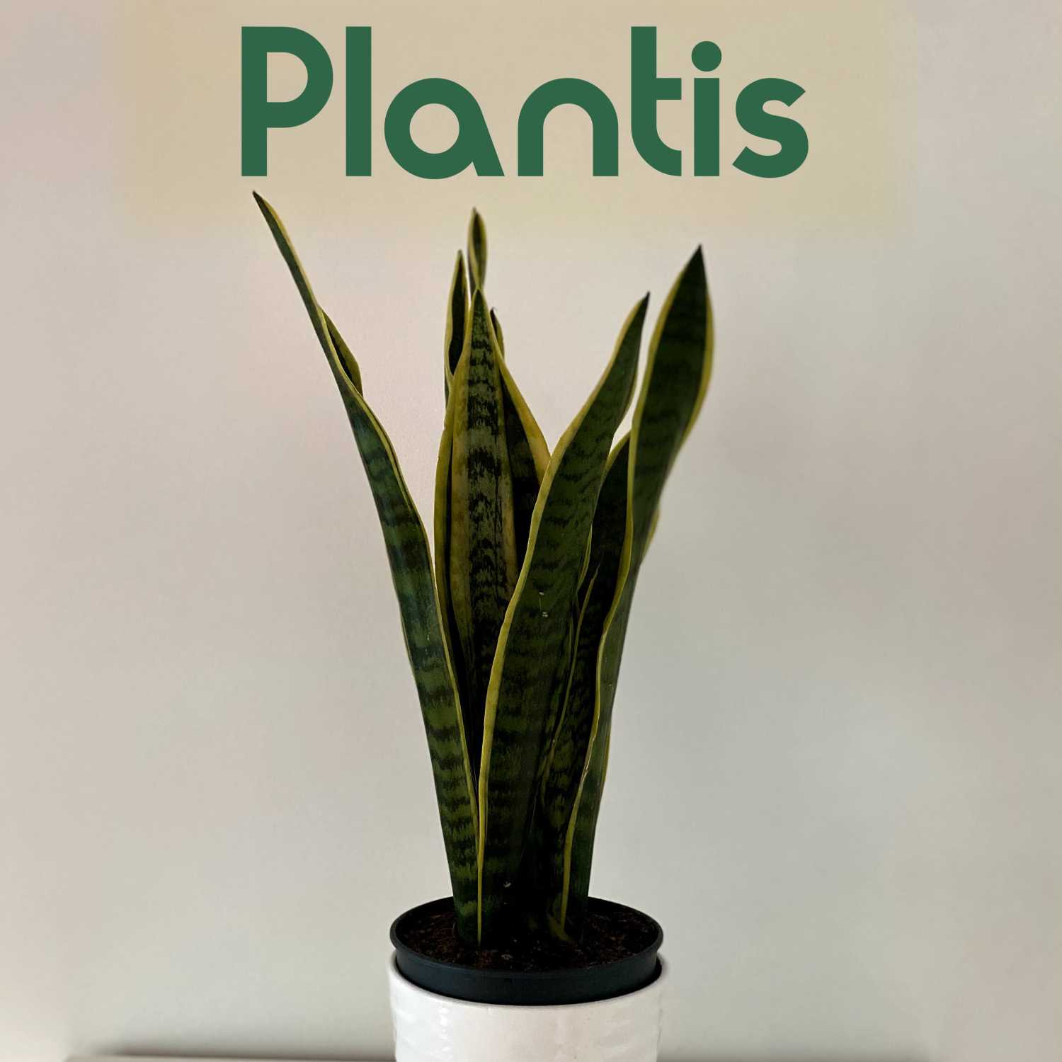 Plantas mais facéis de cuidar