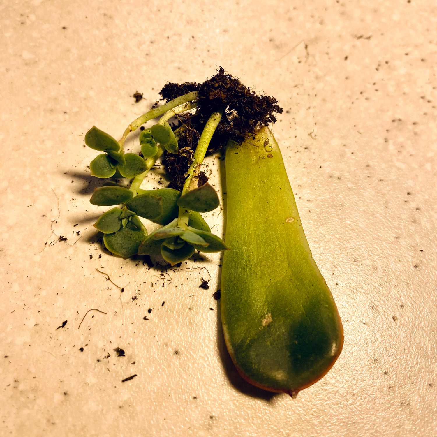 Propagação de plantas