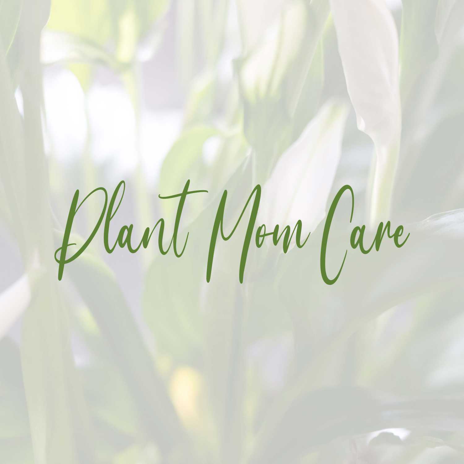 Plant Mom Care