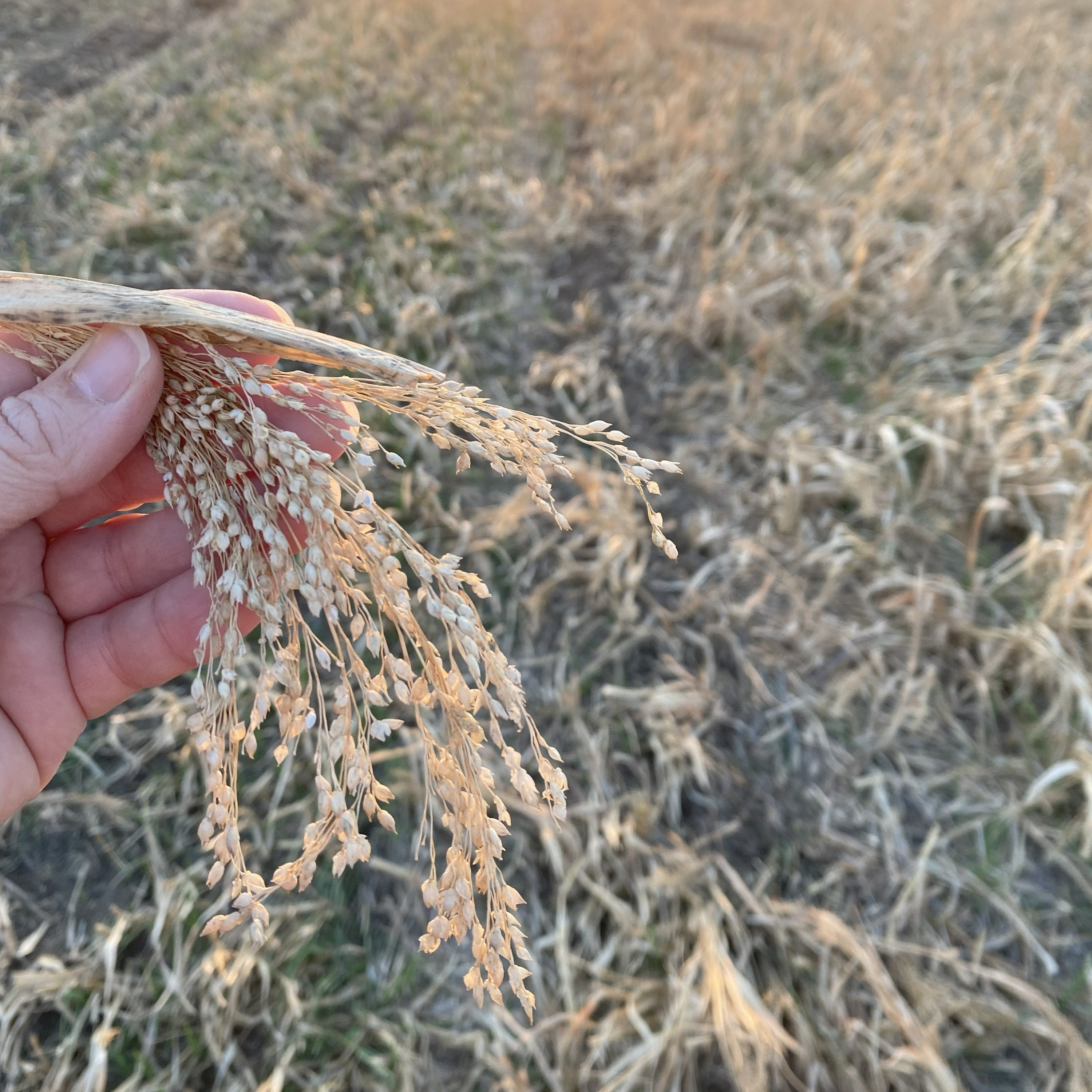 On-Farm Trials Podcast with the PNW Farmers\' Network