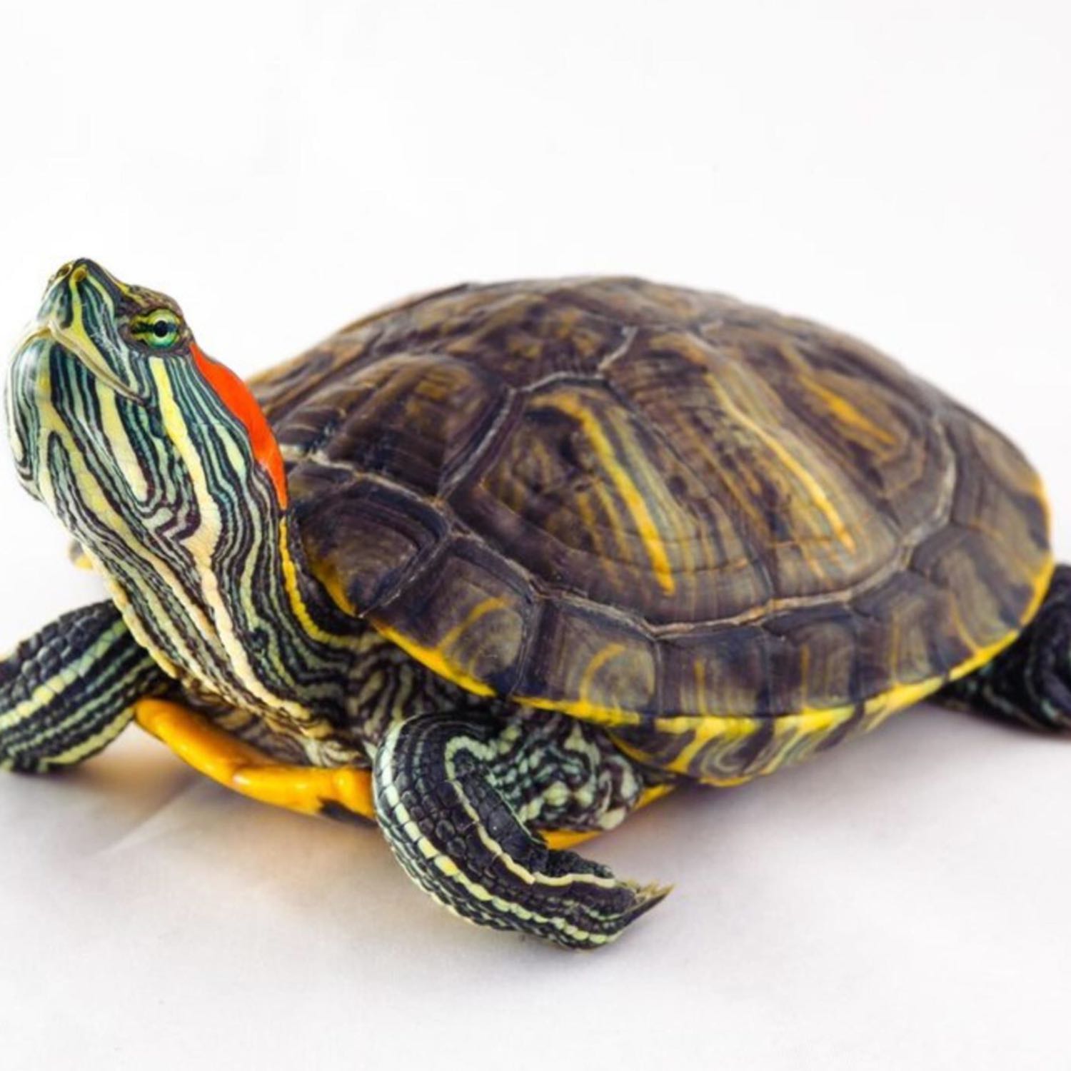 Trachemys scripta: especie invasora