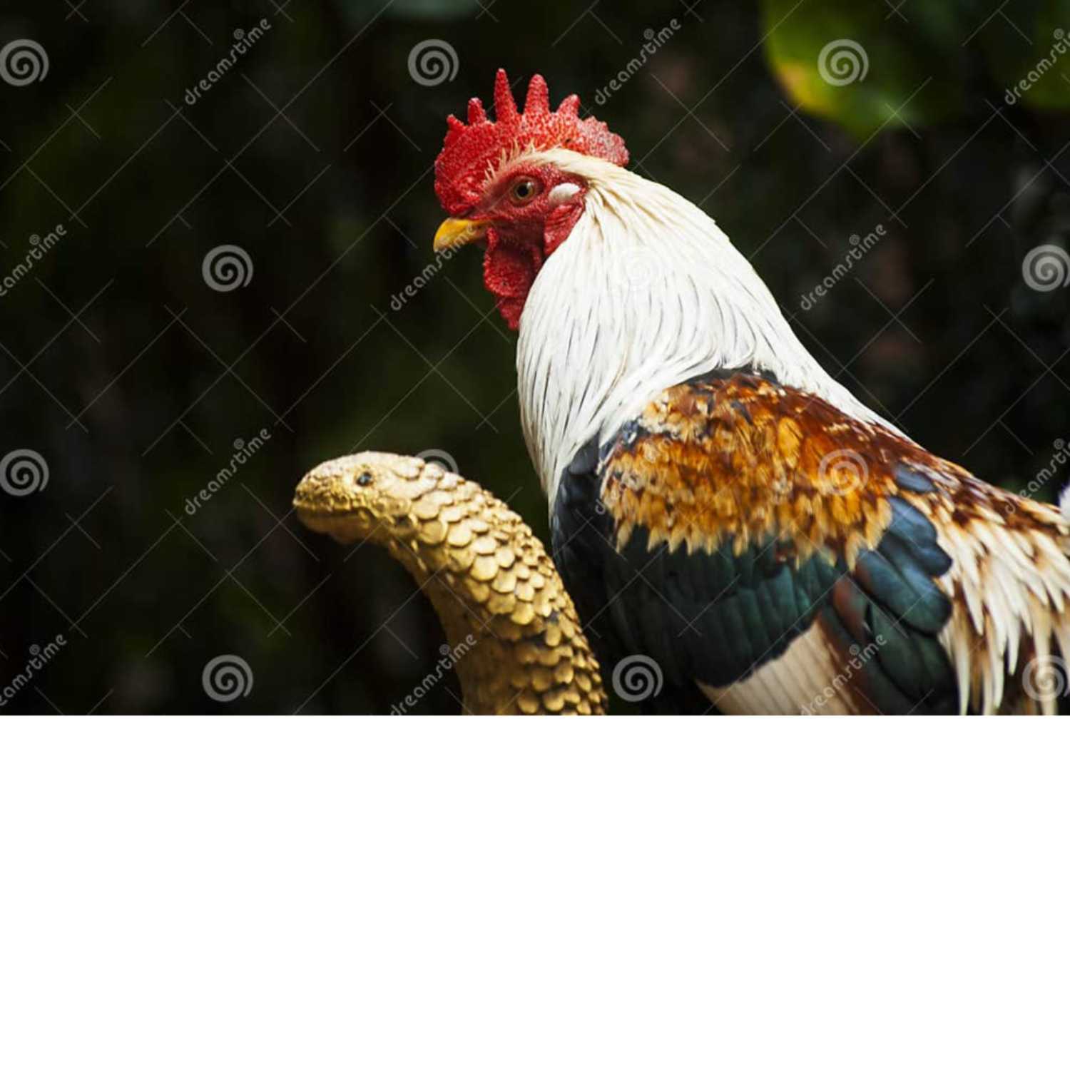 The Rooster and The Snake podcast artwork