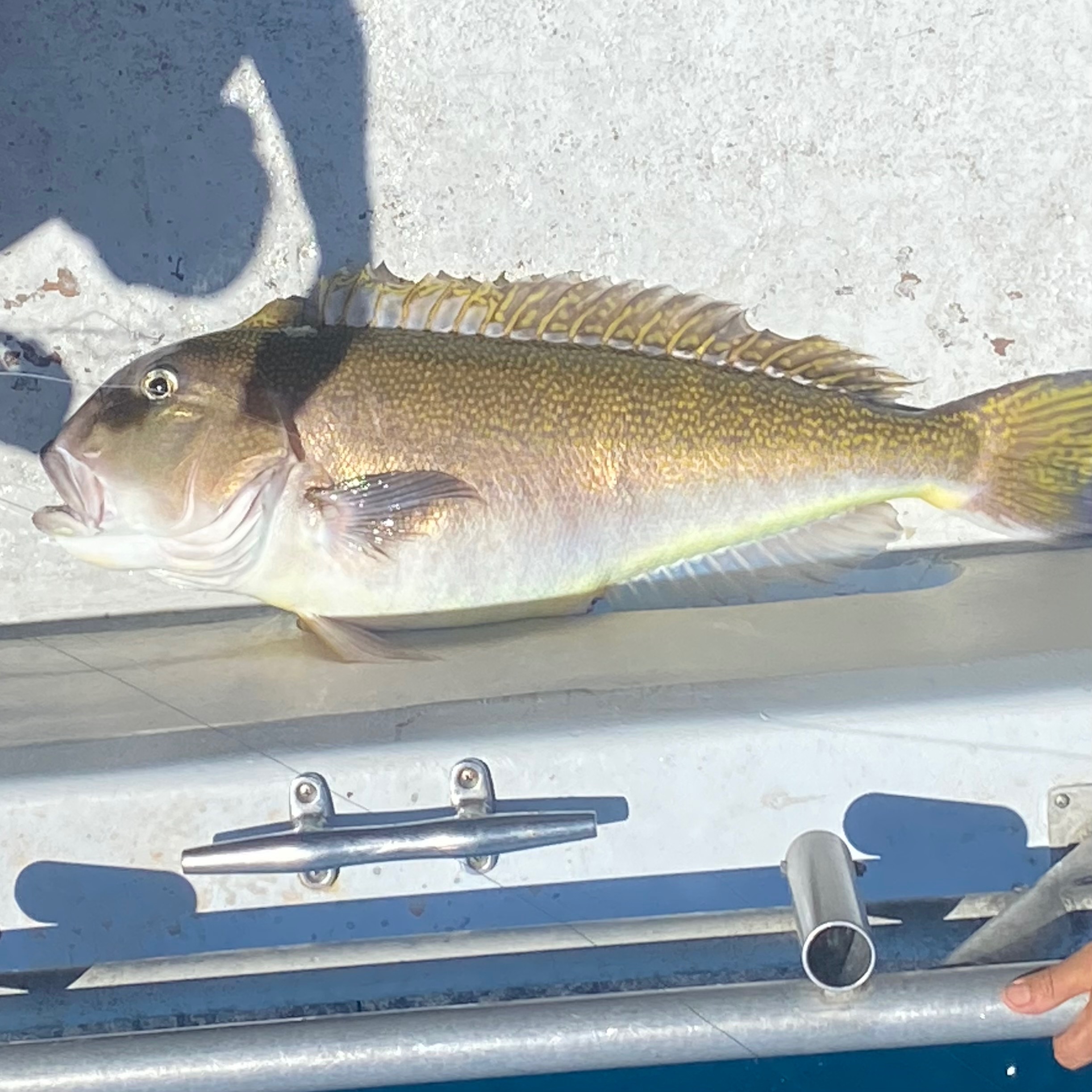 06/17/26 Tilefish Wrapup episode artwork
