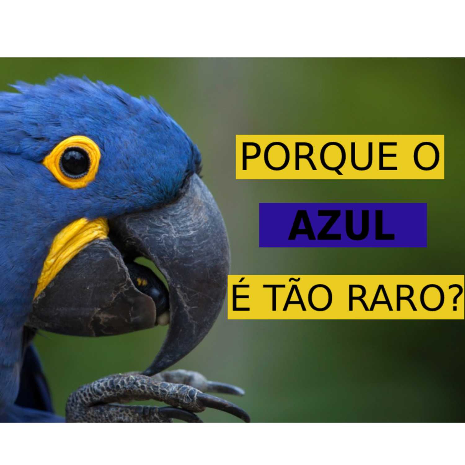 PORQUE O AZUL É TÃO RARO NA NATUREZA?
