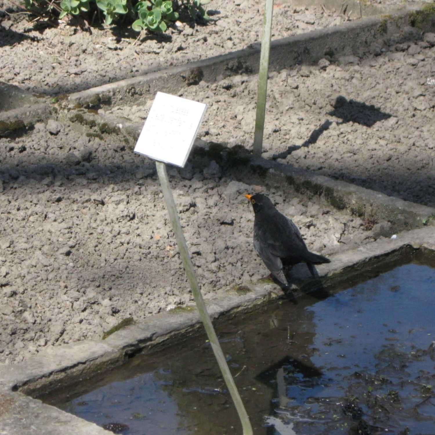CO-Water Voice. Turning Water Conflicts into Co-productions