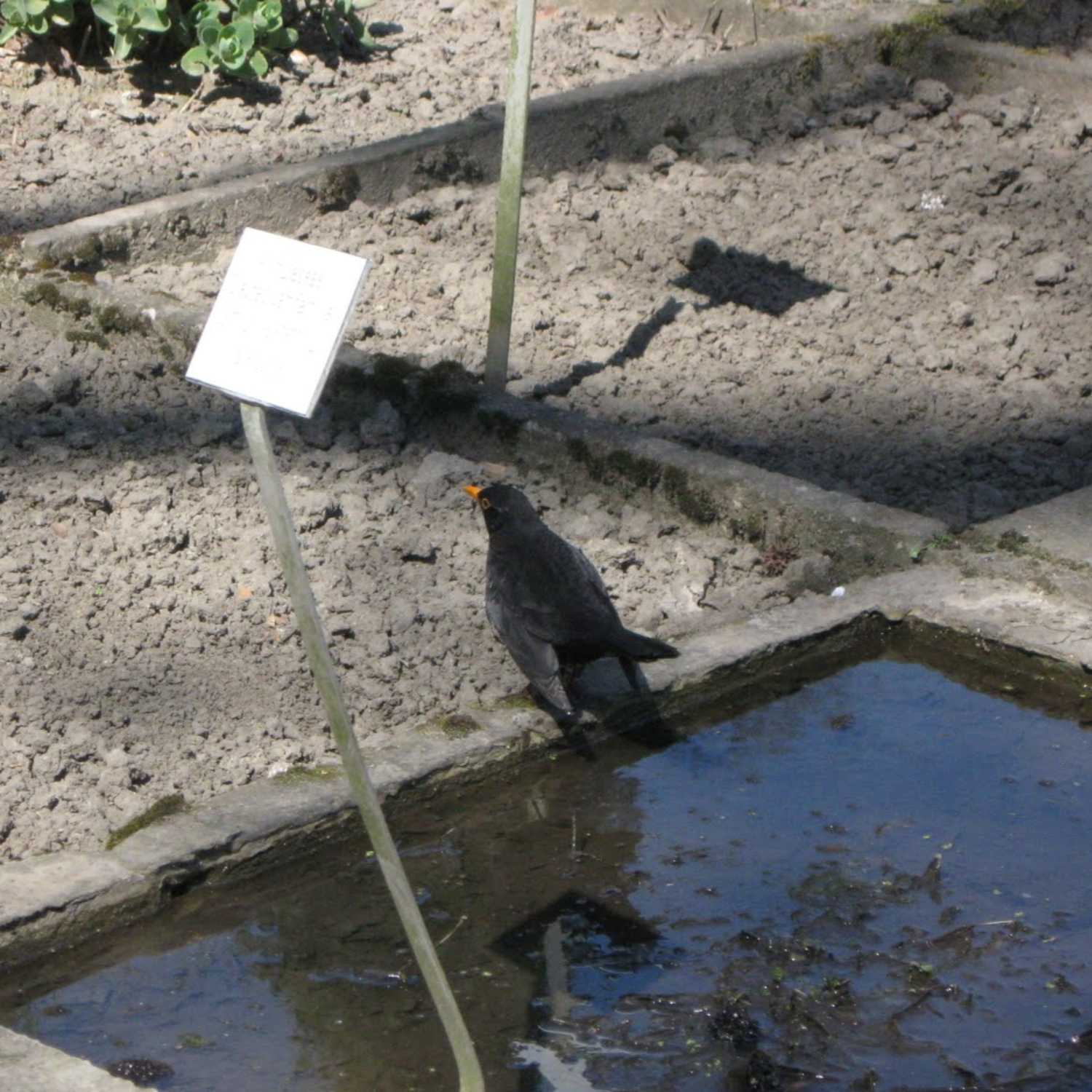 CO-Water Voice. Turning Water Conflicts into Co-productions