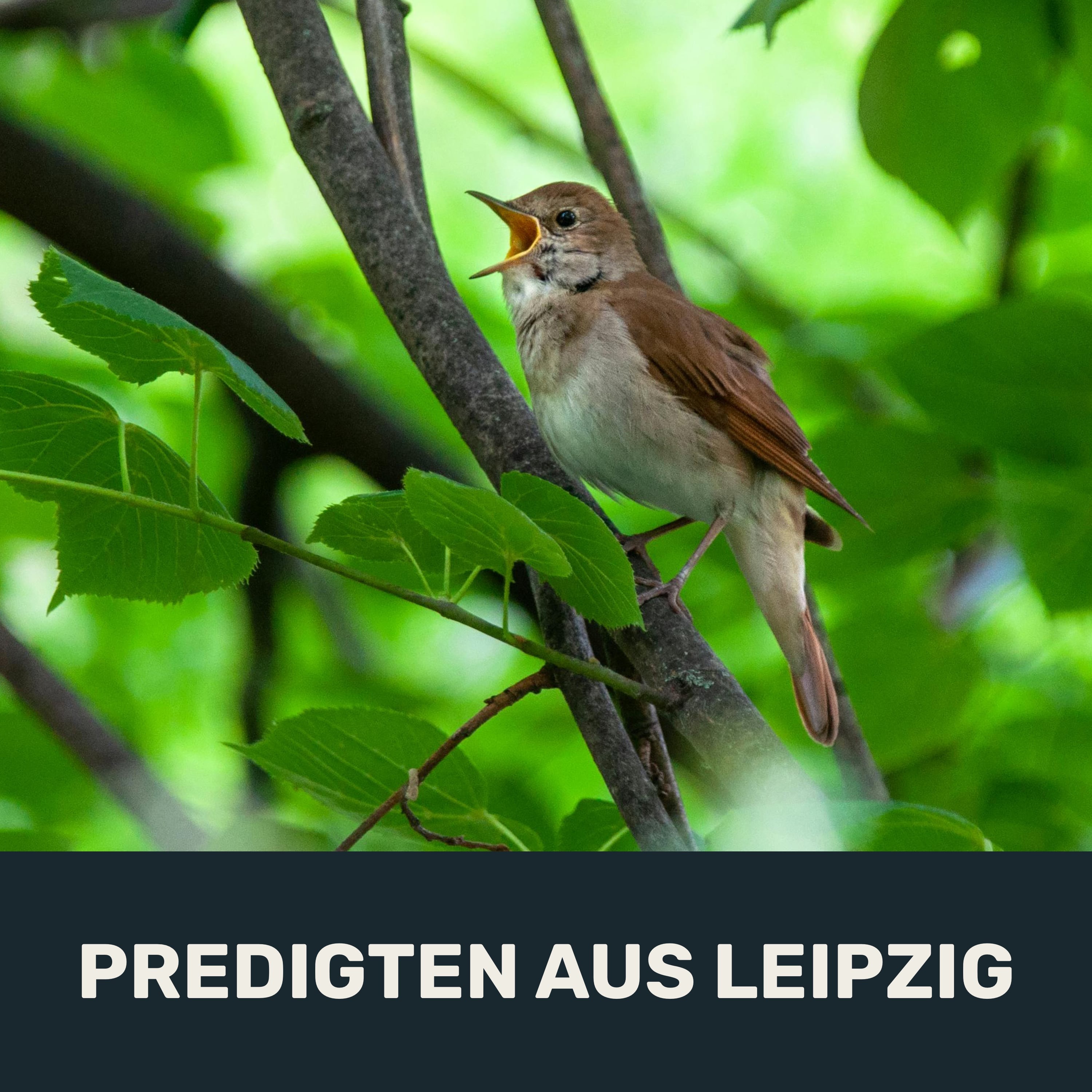 Singe voll Zuversicht! episode artwork