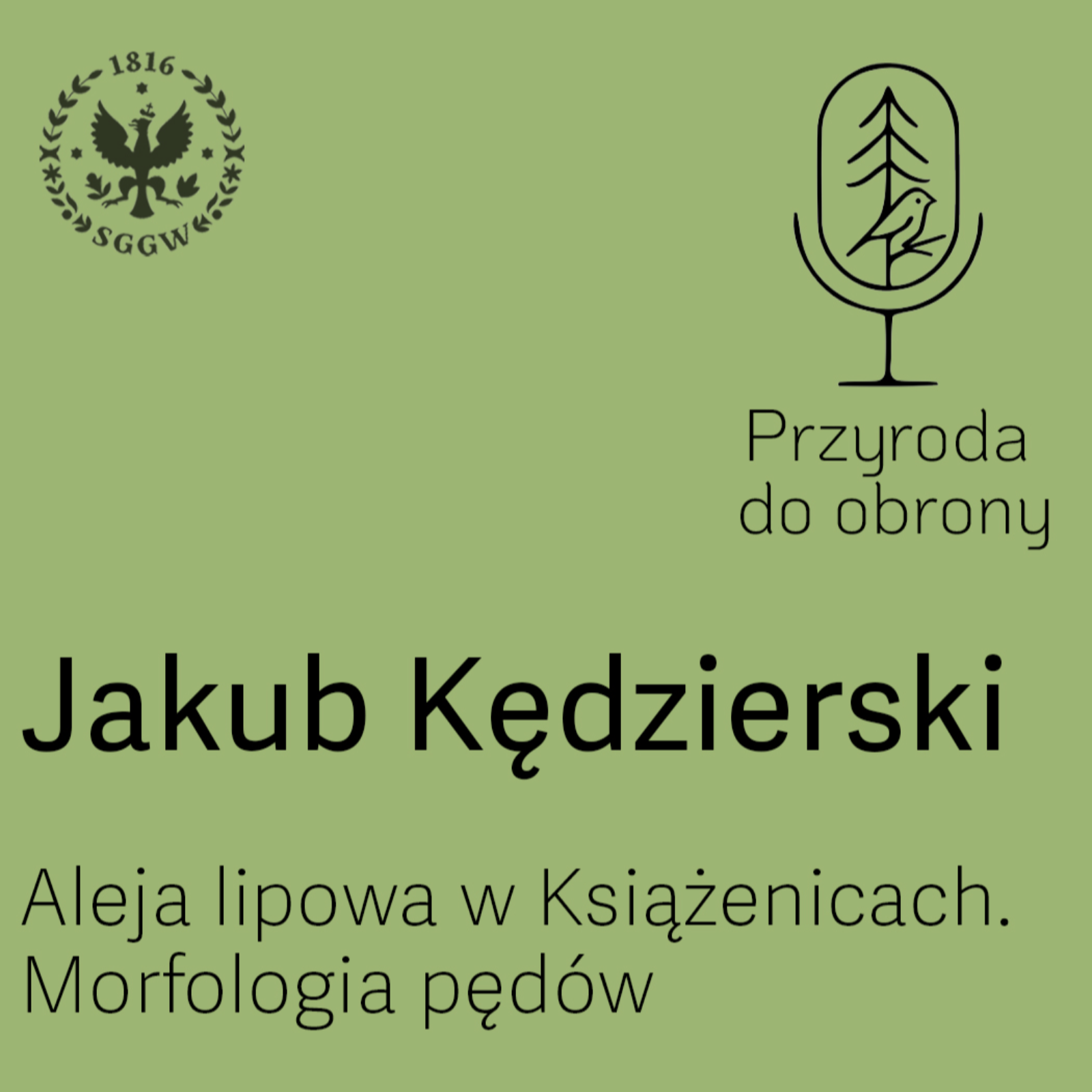 Aleja lipowa w Książenicach. Morfologia pędów episode artwork