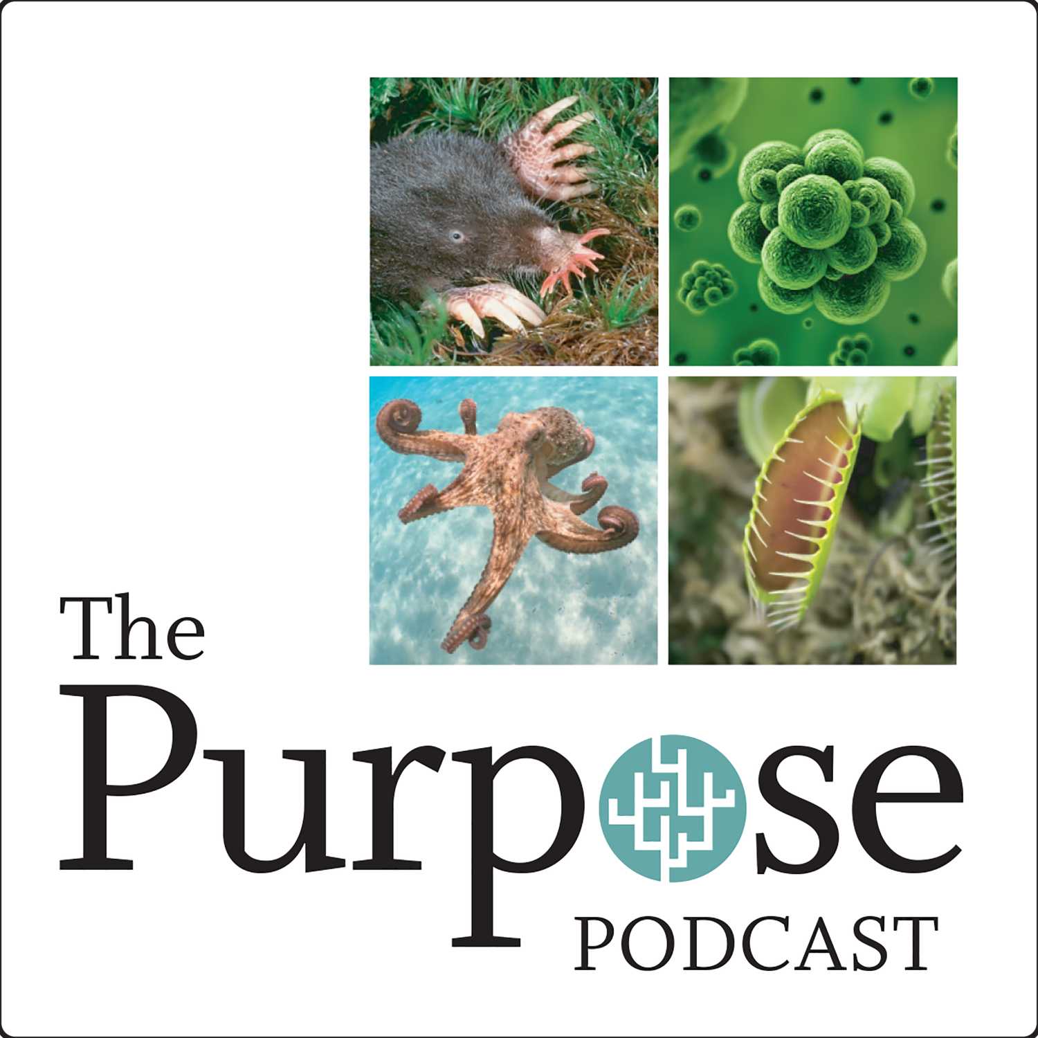 The Purpose Podcast 