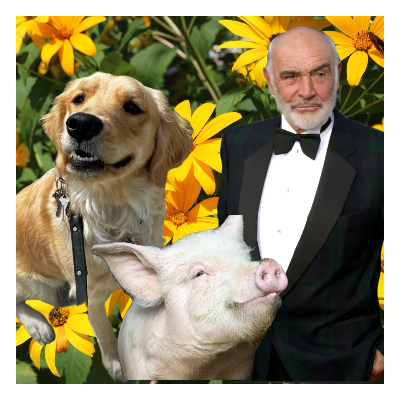 Of Dogs, BBQ, and Sean Connerey episode artwork