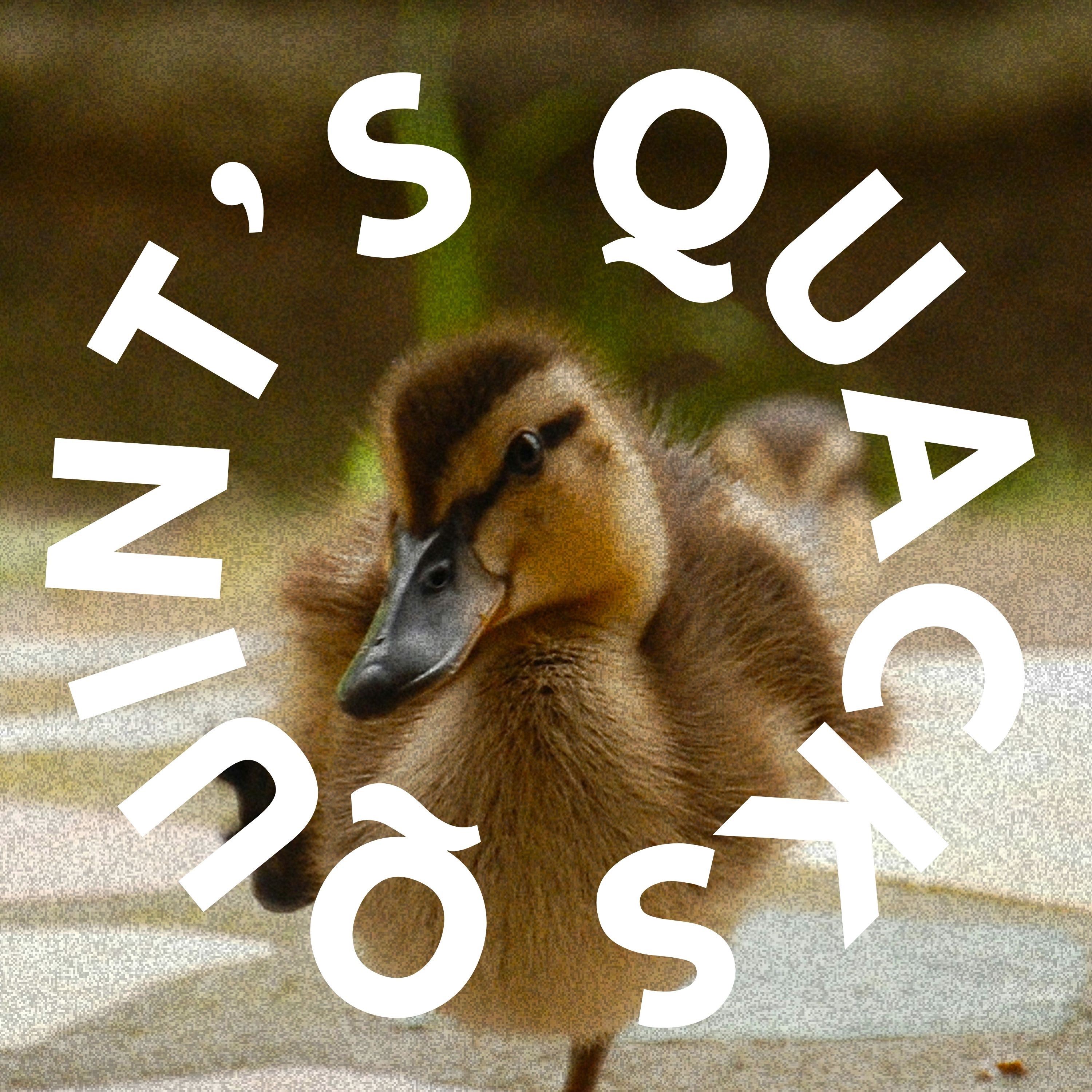 Quint's Quacks
