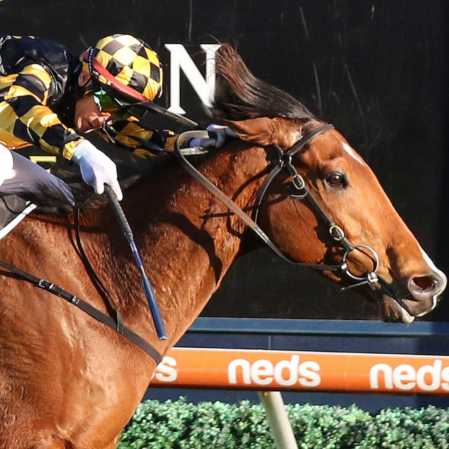 Racing Previews