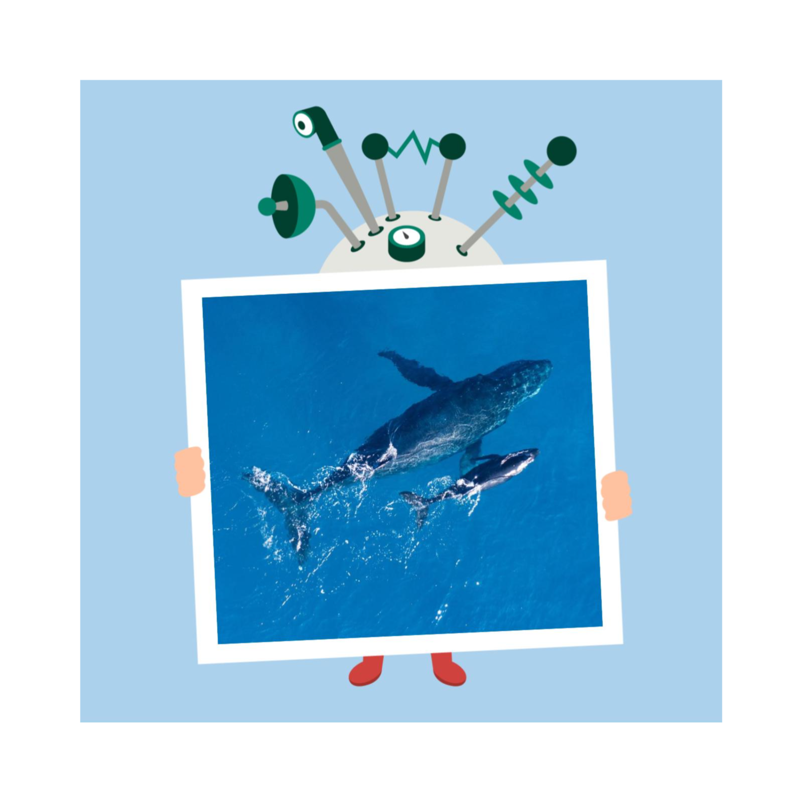 Hvordan endte hvaler i havet?