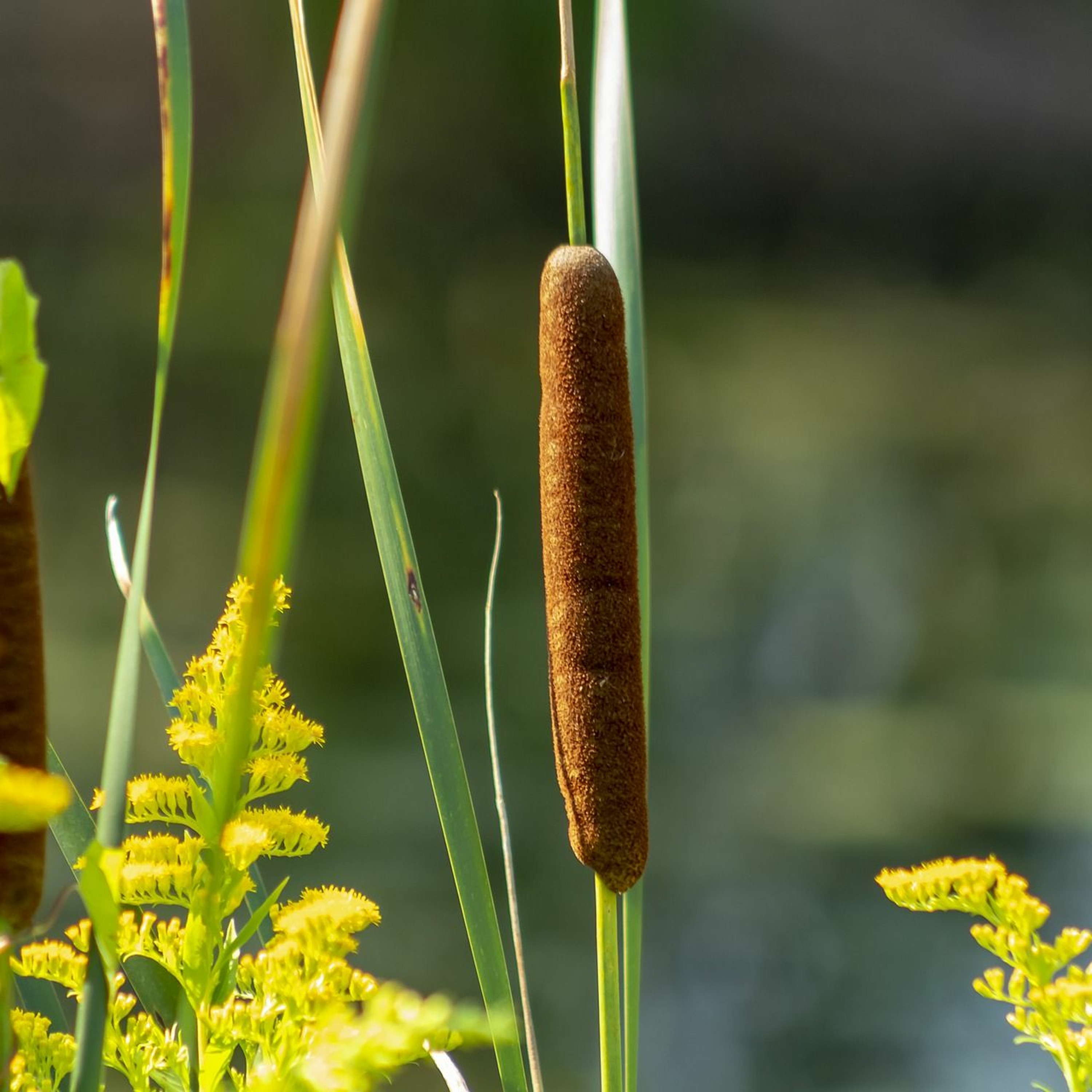 Natuur en schijnbare tegenstellingen daarvan episode artwork