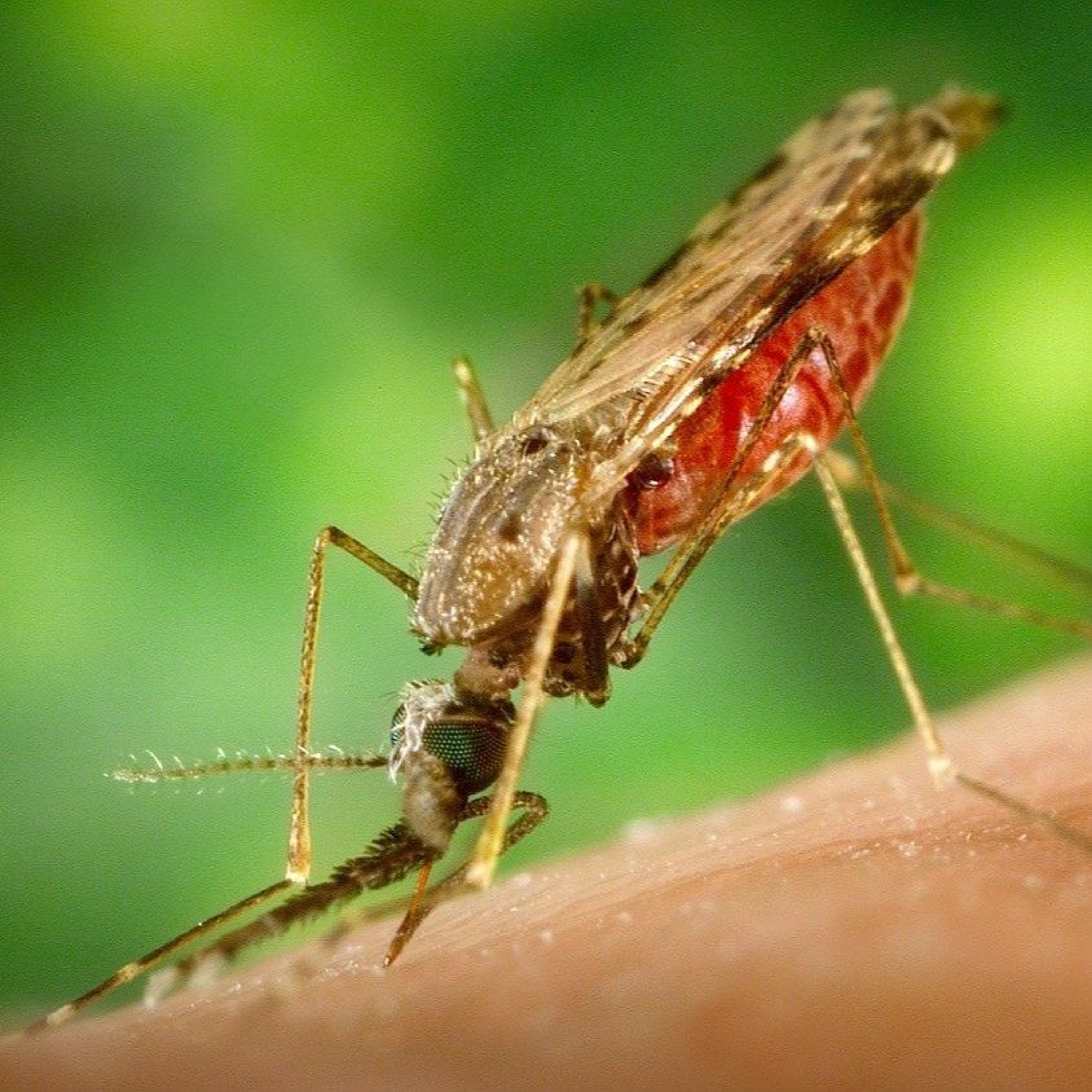 Column Teun Bousema: Malaria episode artwork