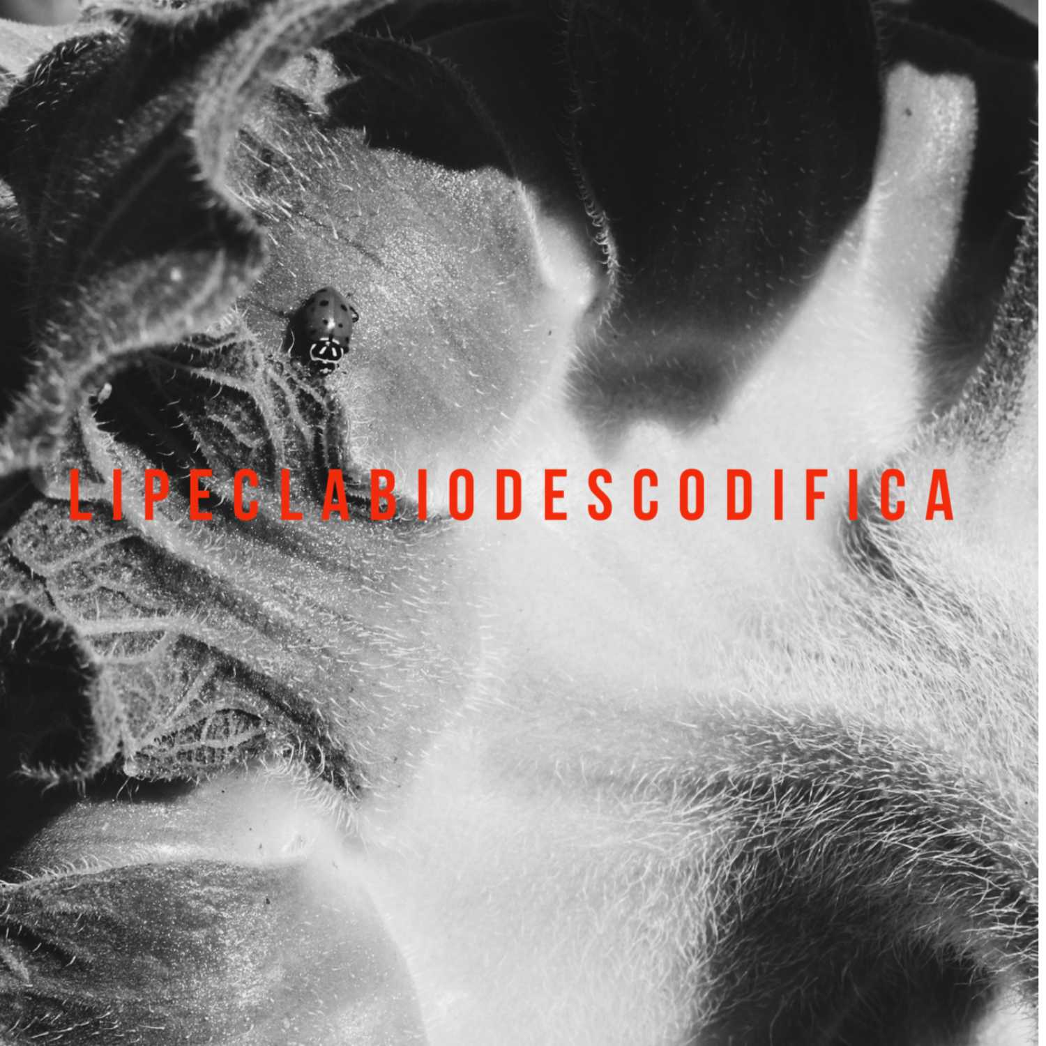 Regalo para el alma.