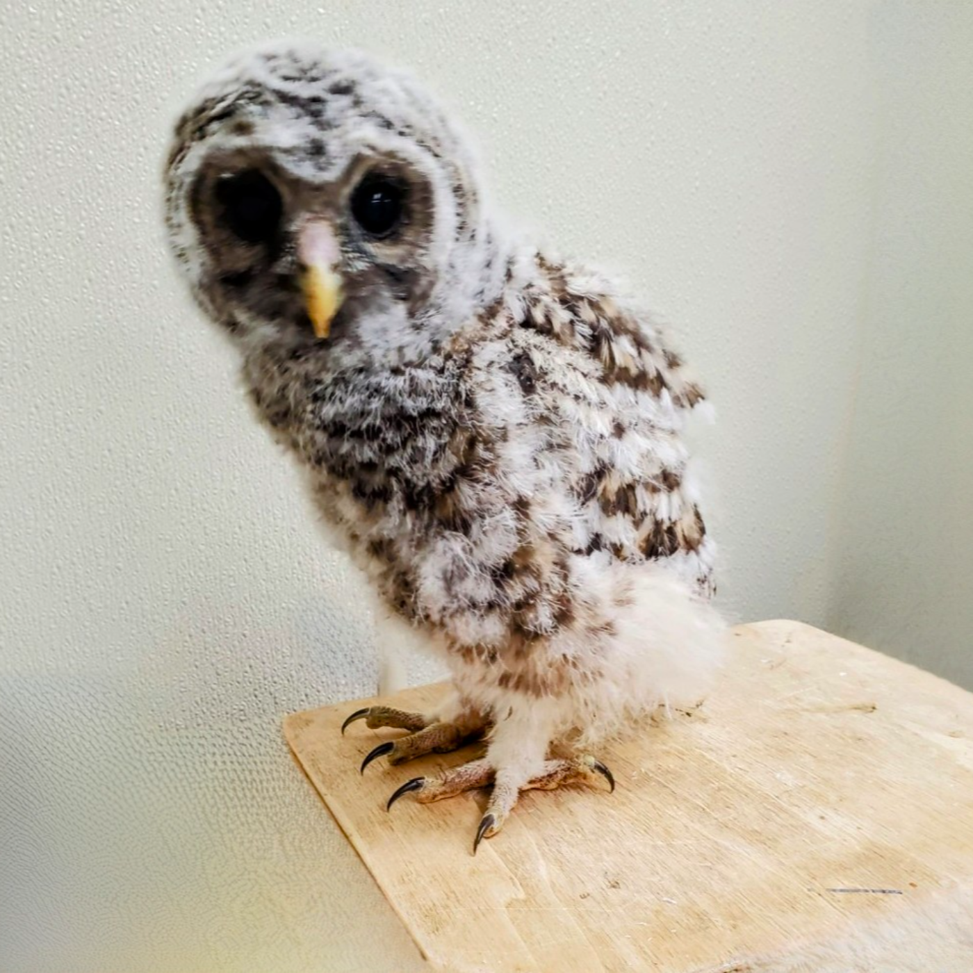 World Bird Sanctuary for All Bird Lovers!